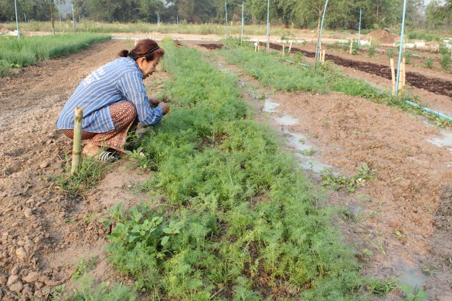 พัฒนาการจังหวัดฉะเชิงเทรา ฝ่าวิกฤตโควิด-19 แนะปลูกผักกินเอง