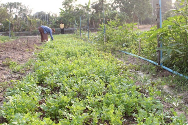 พัฒนาการจังหวัดฉะเชิงเทรา ฝ่าวิกฤตโควิด-19 แนะปลูกผักกินเอง