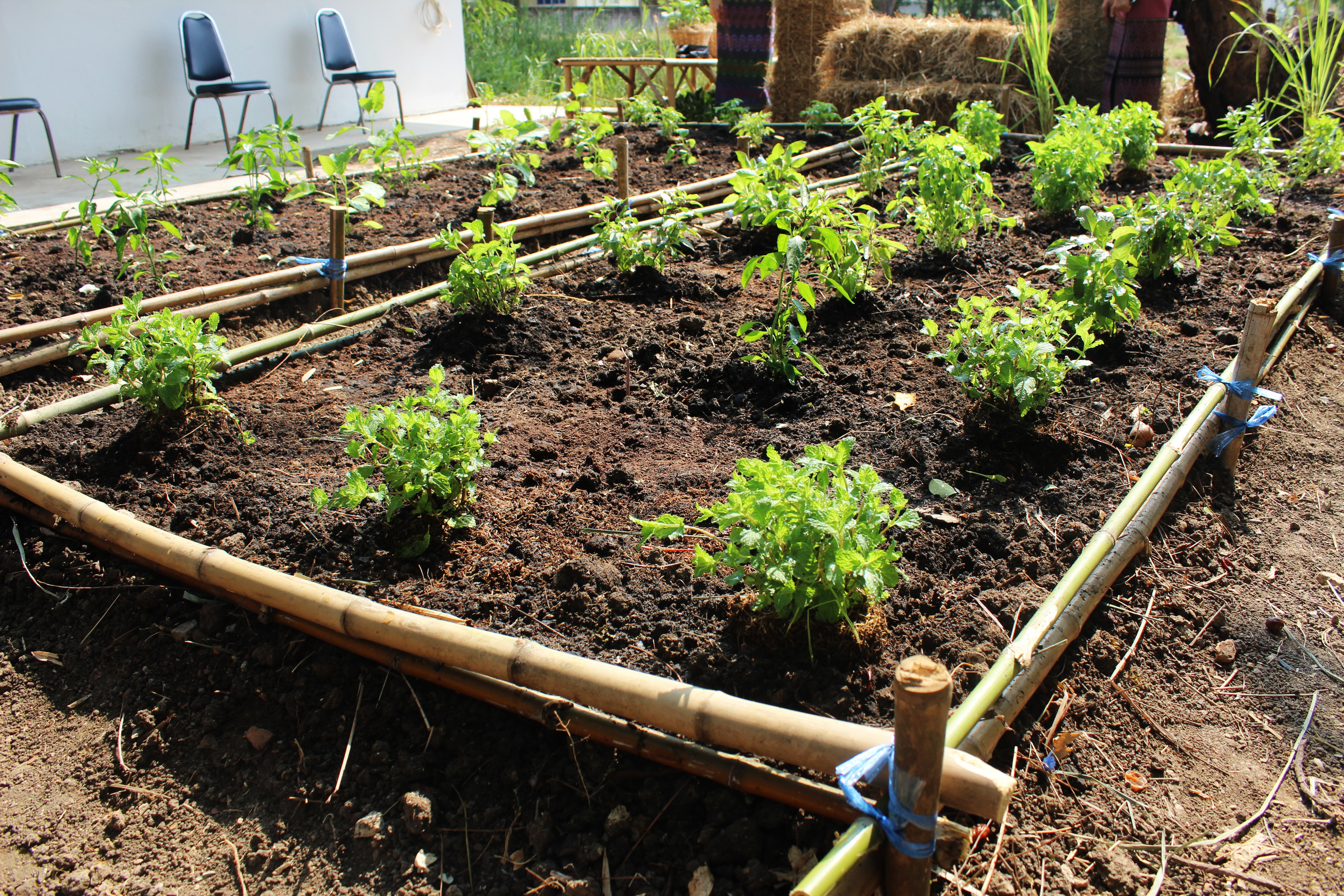 แปดริ้ว Kick Off พร้อมกันทั้งจังหวัดปลูกผัก สู้วิกฤต COVID – 19