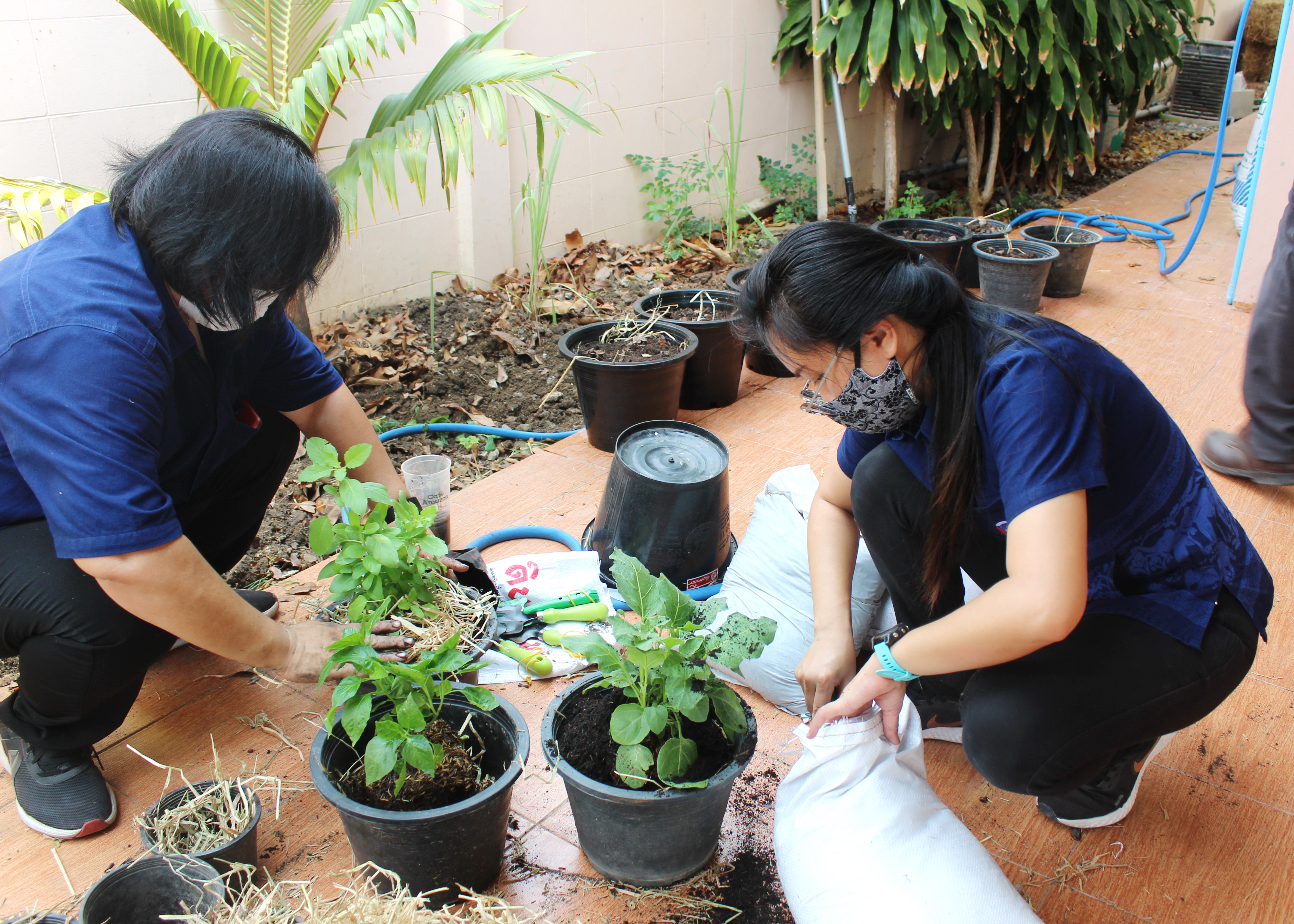 แปดริ้ว Kick Off พร้อมกันทั้งจังหวัดปลูกผัก สู้วิกฤต COVID – 19