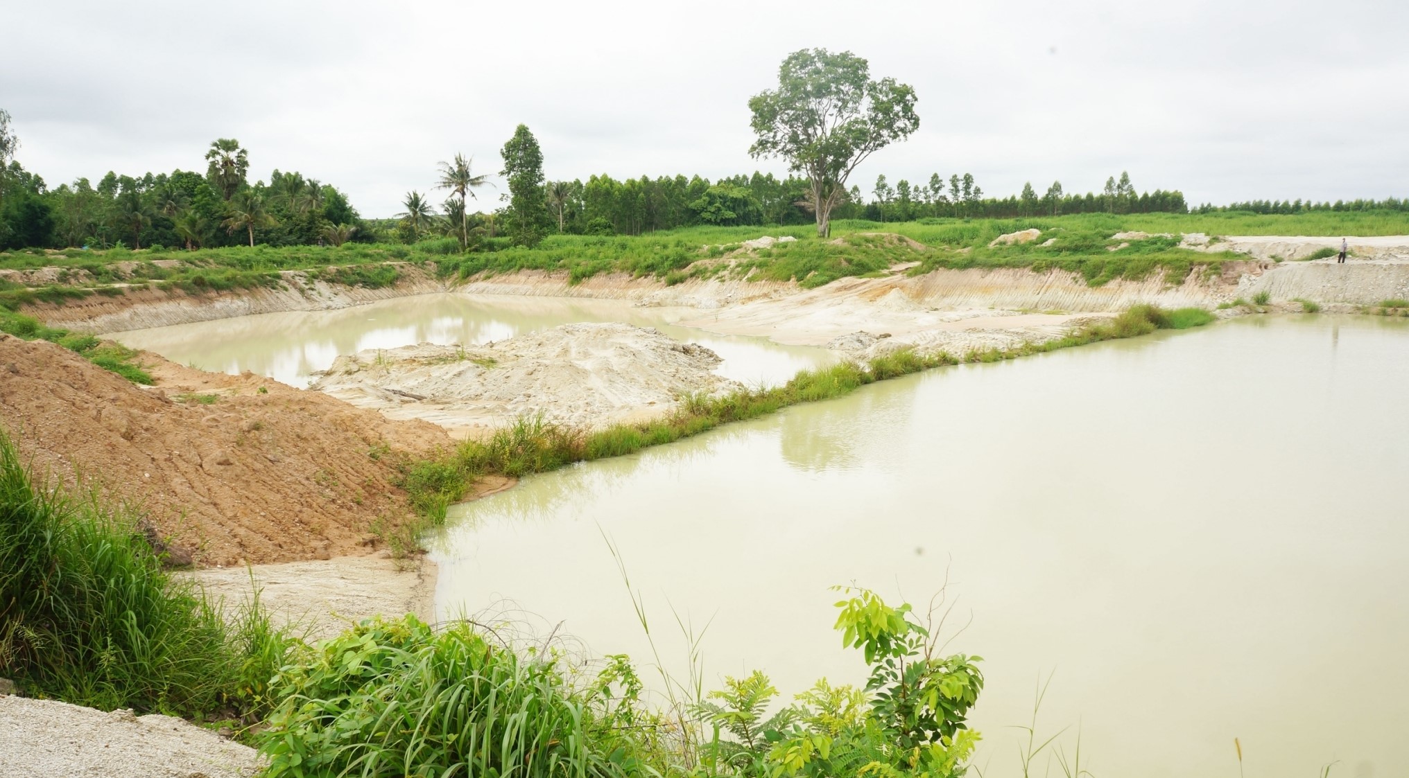 พช.ฉะเชิงเทรา ร่วมกับ พช.อำเภอแปลงยาว และคณะกรรมการพัฒนาสตรีจังหวัด ปลูกป่าเฉลิมพระเกียรติ สมเด็จพระนางเจ้าสุทิดา พัชรสุธาพิมลลักษณ พระบรมราชินี