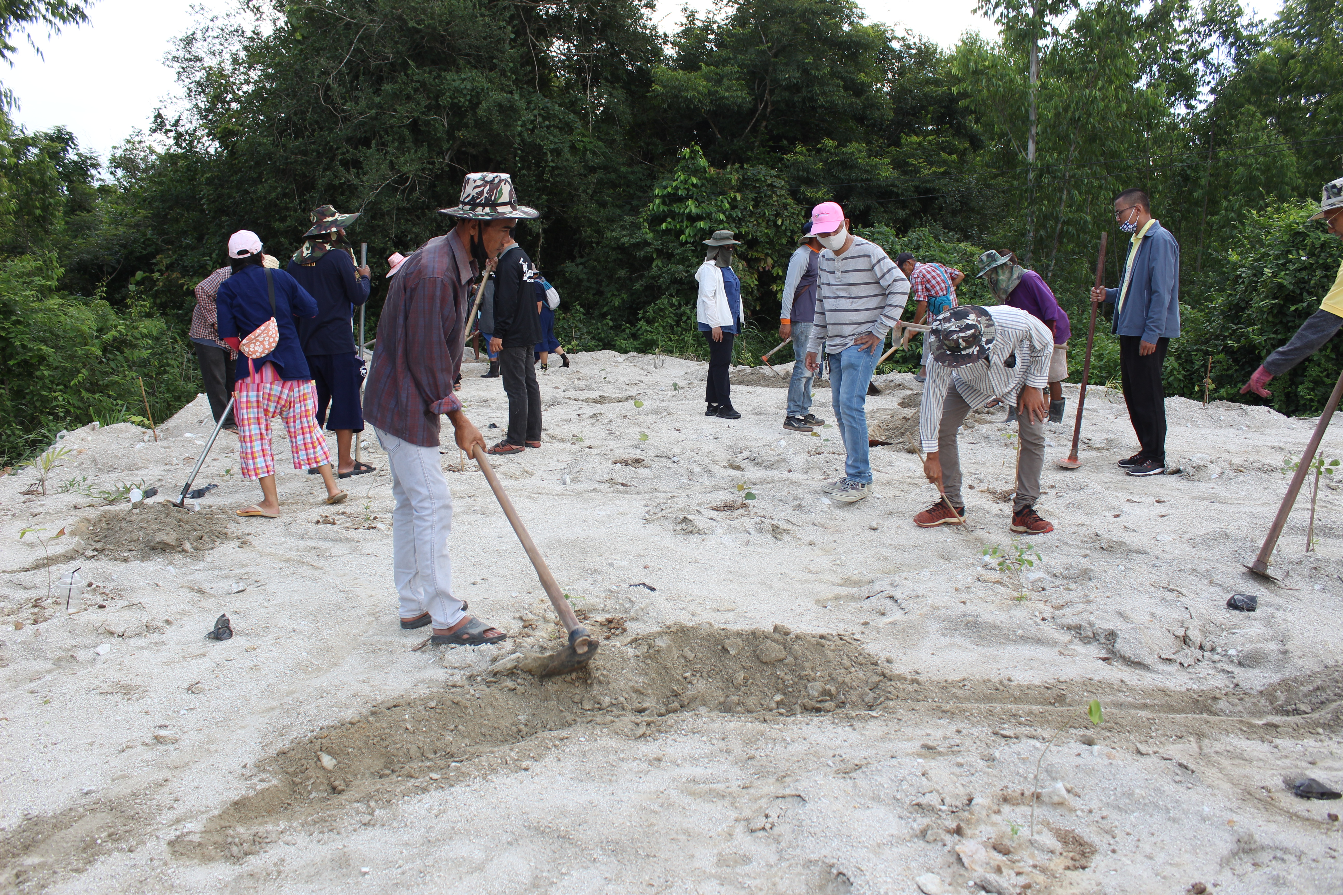 สำนักงานพัฒนาชุมชนจังหวัดฉะเชิงเทรา ผนึกความร่วมมือกับเครือข่ายศูนย์กสิกรรมธรรมชาติ เอามื้อสามัคคี ณ วัดโกรกแก้ววงพระจันทร์