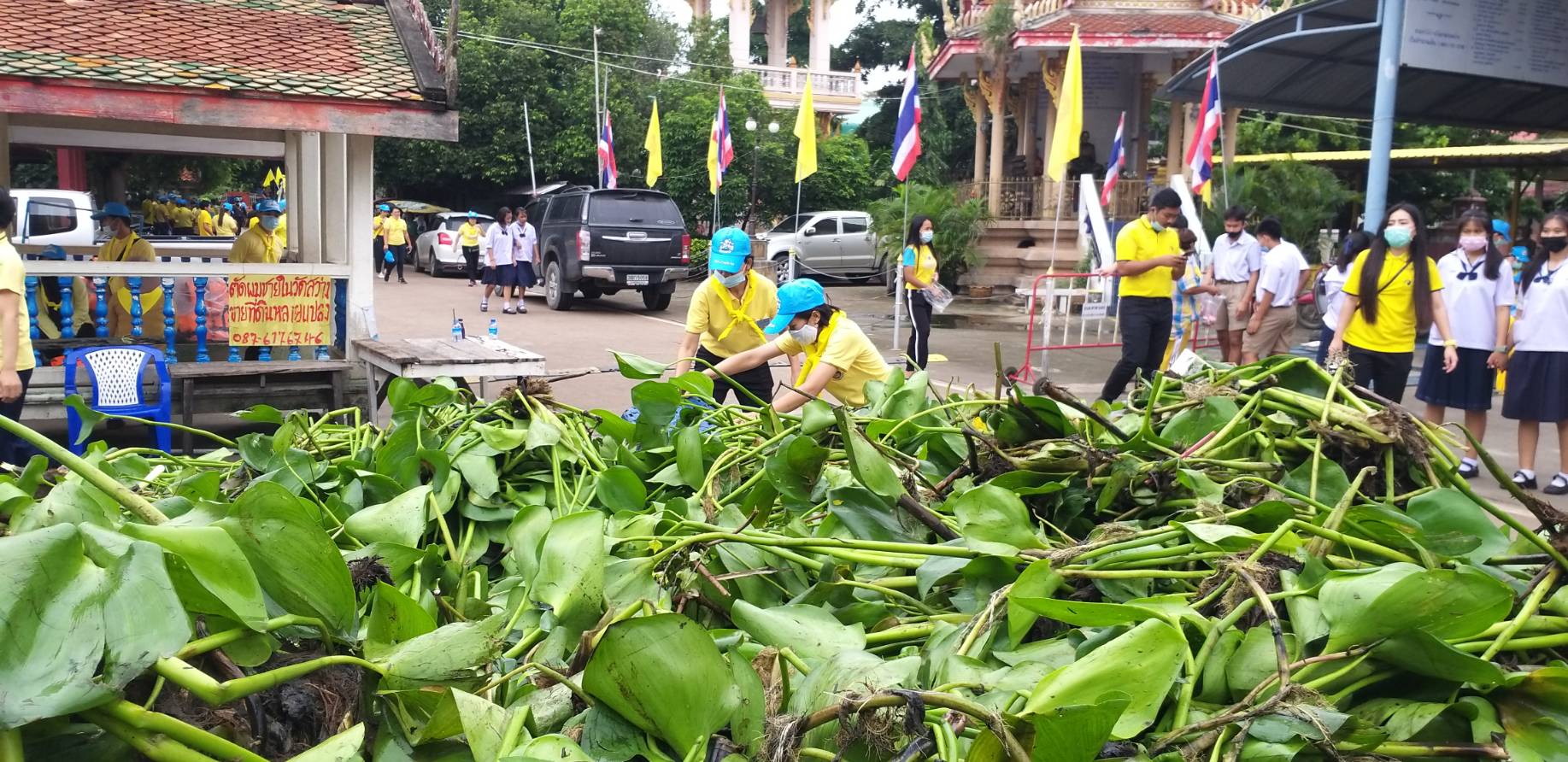 ?พช. ฉะเชิงเทรา ร่วมจิตอาสาพัฒนาลำน้ำลำคลอง กำจัดวัชพืชและผักตบชวา เพื่อถวายเป็นพระราชกุศลเนื่องในวันคล้ายวันสวรรคตพระบาทสมเด็จพระบรมชนกาธิเบศร มหาภูมิพลอดุลยเดชมหาราช บรมนาถบพิตร