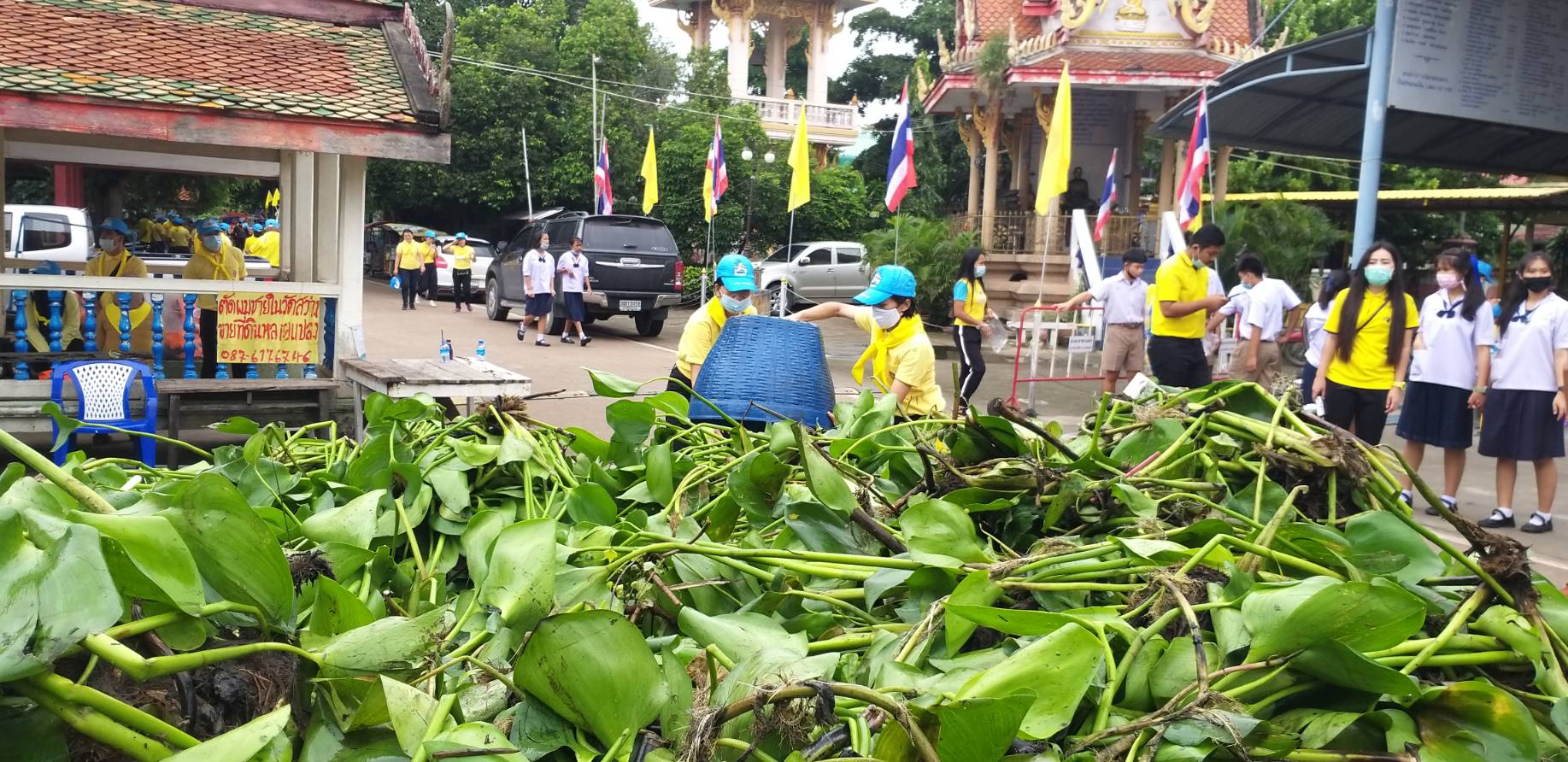 ?พช. ฉะเชิงเทรา ร่วมจิตอาสาพัฒนาลำน้ำลำคลอง กำจัดวัชพืชและผักตบชวา เพื่อถวายเป็นพระราชกุศลเนื่องในวันคล้ายวันสวรรคตพระบาทสมเด็จพระบรมชนกาธิเบศร มหาภูมิพลอดุลยเดชมหาราช บรมนาถบพิตร