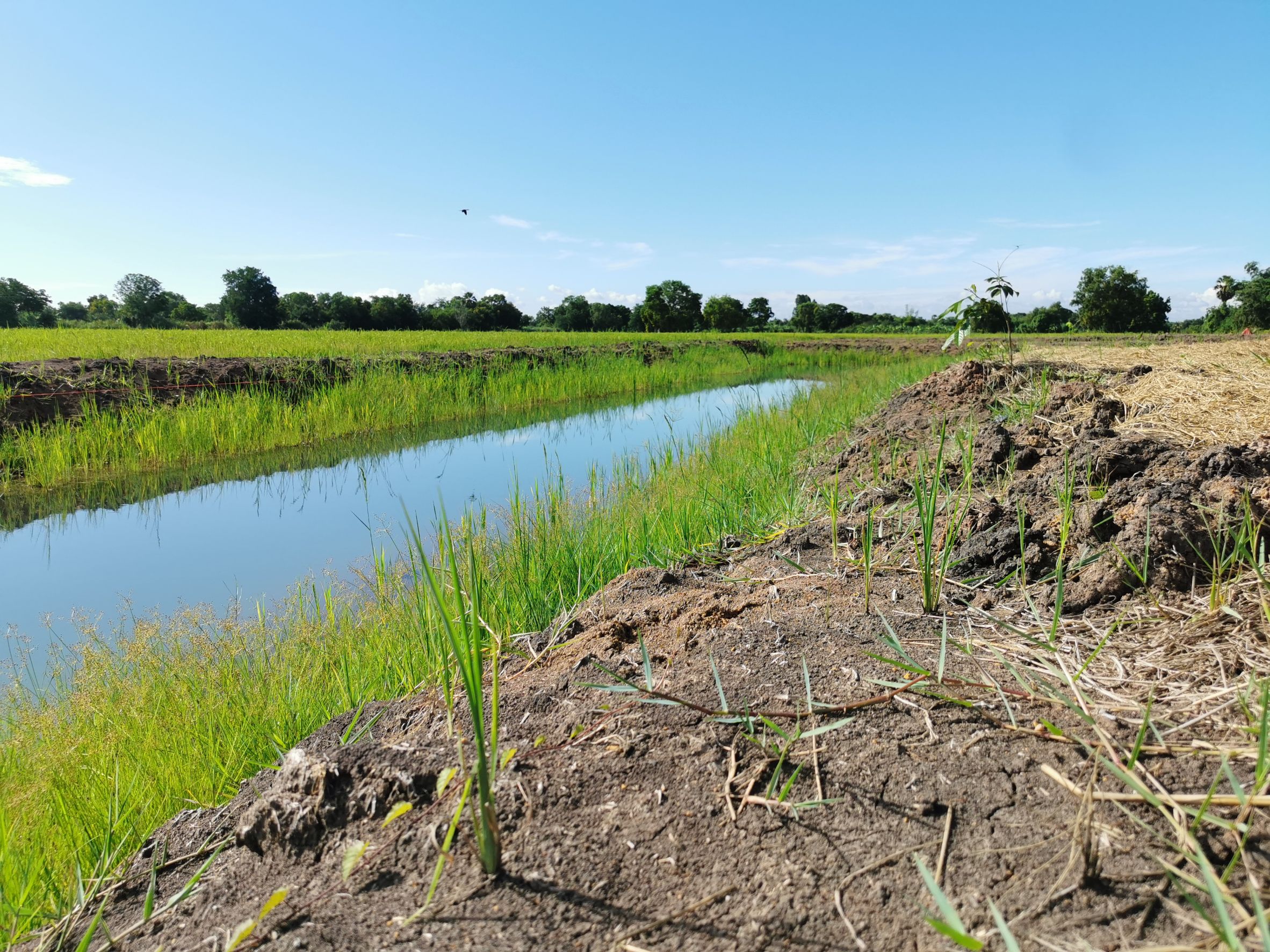 พช.ฉะเชิงเทรา  จัดกิจกรรม “จิตอาสาพัฒนาชุมชนเอามื้อสามัคคี” เพื่อน้อมรำลึกถึงพระมหากรุณาธิคุณ พระบาทสมเด็จพระบรมชนกาธิเบศร มหาภูมิพลอดุลยเดชมหาราช บรมนาถบพิตร และสำนึกในพระมหากรุณาธิคุณพระบาทสมเด็จ พระวชิรเกล้าเจ้าอยู่หัว