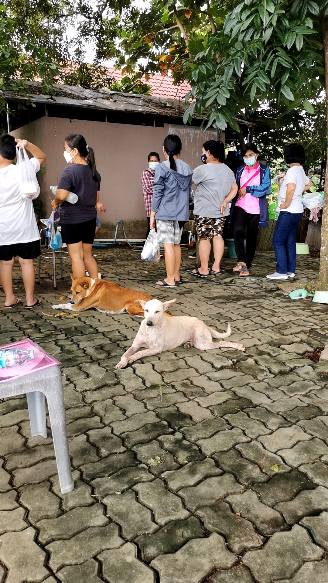 พัฒนาชุมชนจังหวัดฉะเชิงเทรา สนับสนุนการดำเนินโครงการรวมพลังสตรีราชสาส์นเสริมสร้างความมั่นคงทางอาหาร สู้ภัยไวรัสโคโรนา 2019 ระหว่างวันที่ 28 – 29 สิงหาคม 2564