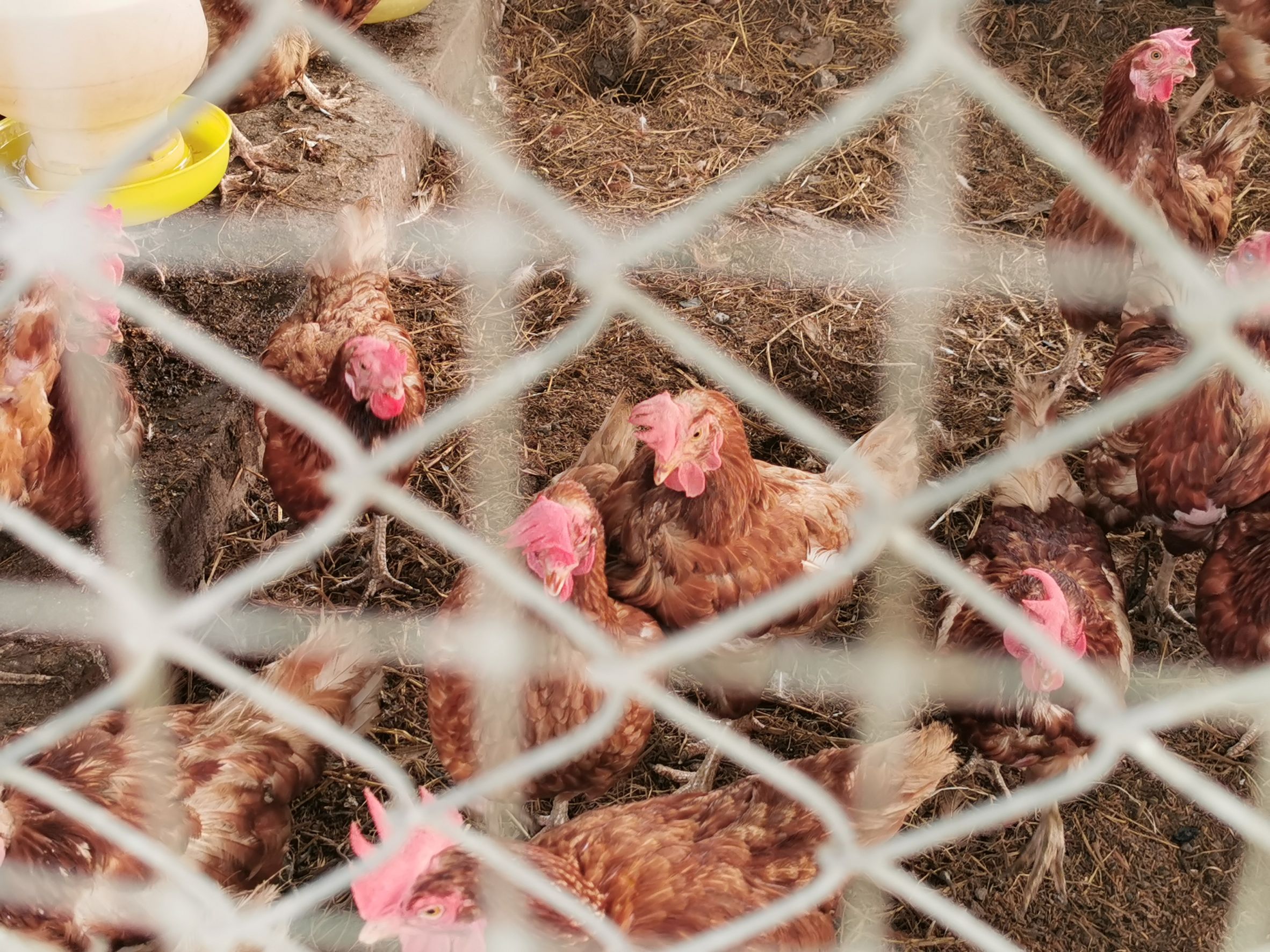 พัฒนาชุมชนจังหวัดฉะเชิงเทรา Kick Off โครงการเฉลิมพระเกียรติเนื่องในวันเฉลิมพระชนมพรรษา  สมเด็จพระนางเจ้าสิริกิติ์ พระบรมราชินีนาถ พระบรมราชชนนีพันปีหลวง : กิจกรรม พช.แปดริ้วรวมใจ  ร่วมปลูกสมุนไพร ต้านภัยโควิด -19  ด้วยพืชสมุนไพร