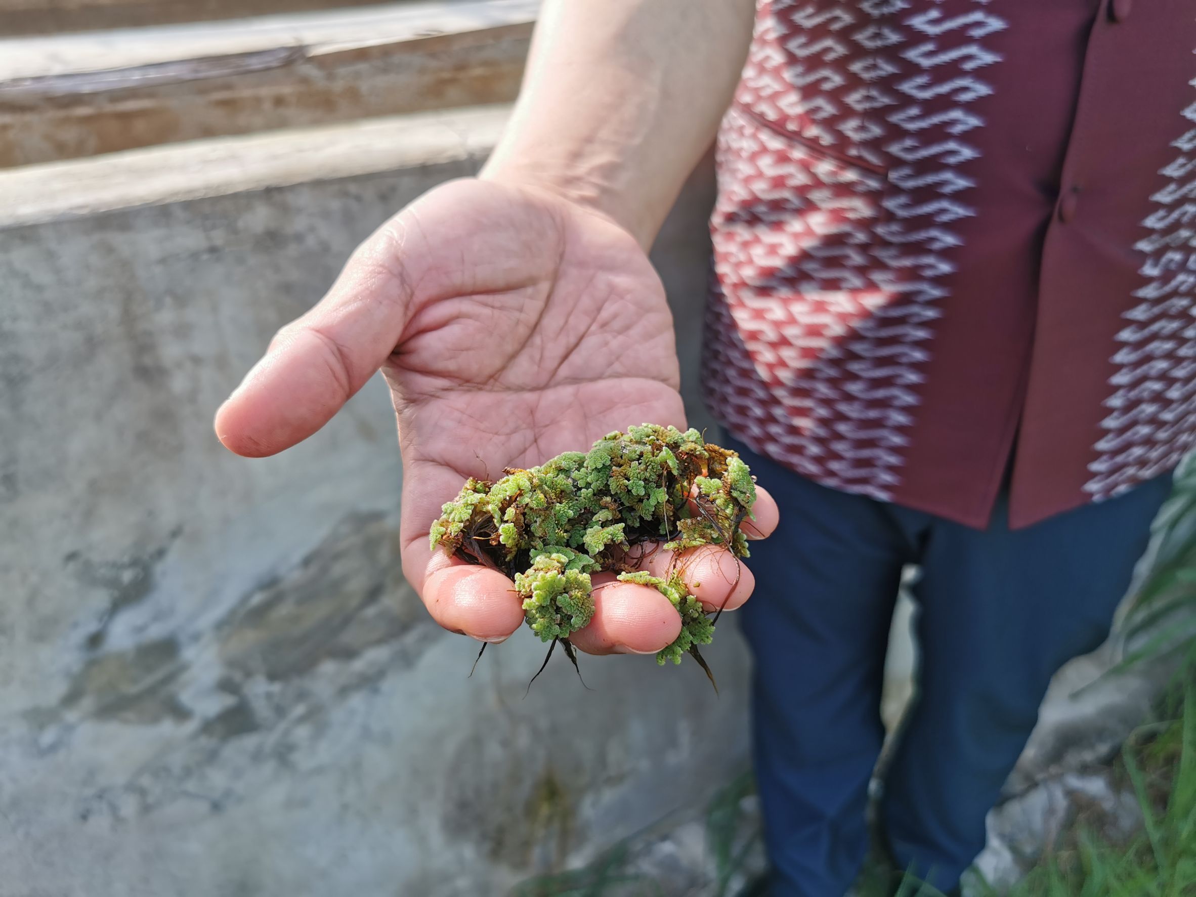 พัฒนาชุมชนจังหวัดฉะเชิงเทรา Kick Off โครงการเฉลิมพระเกียรติเนื่องในวันเฉลิมพระชนมพรรษา  สมเด็จพระนางเจ้าสิริกิติ์ พระบรมราชินีนาถ พระบรมราชชนนีพันปีหลวง : กิจกรรม พช.แปดริ้วรวมใจ  ร่วมปลูกสมุนไพร ต้านภัยโควิด -19  ด้วยพืชสมุนไพร