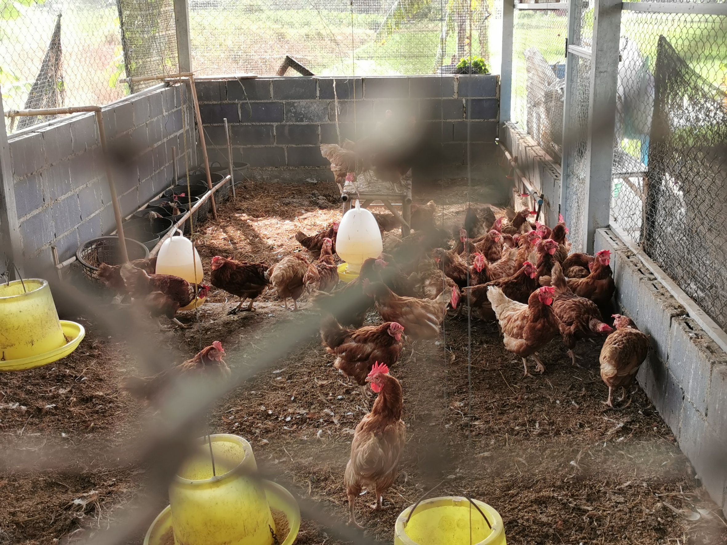 พัฒนาชุมชนจังหวัดฉะเชิงเทรา Kick Off โครงการเฉลิมพระเกียรติเนื่องในวันเฉลิมพระชนมพรรษา  สมเด็จพระนางเจ้าสิริกิติ์ พระบรมราชินีนาถ พระบรมราชชนนีพันปีหลวง : กิจกรรม พช.แปดริ้วรวมใจ  ร่วมปลูกสมุนไพร ต้านภัยโควิด -19  ด้วยพืชสมุนไพร