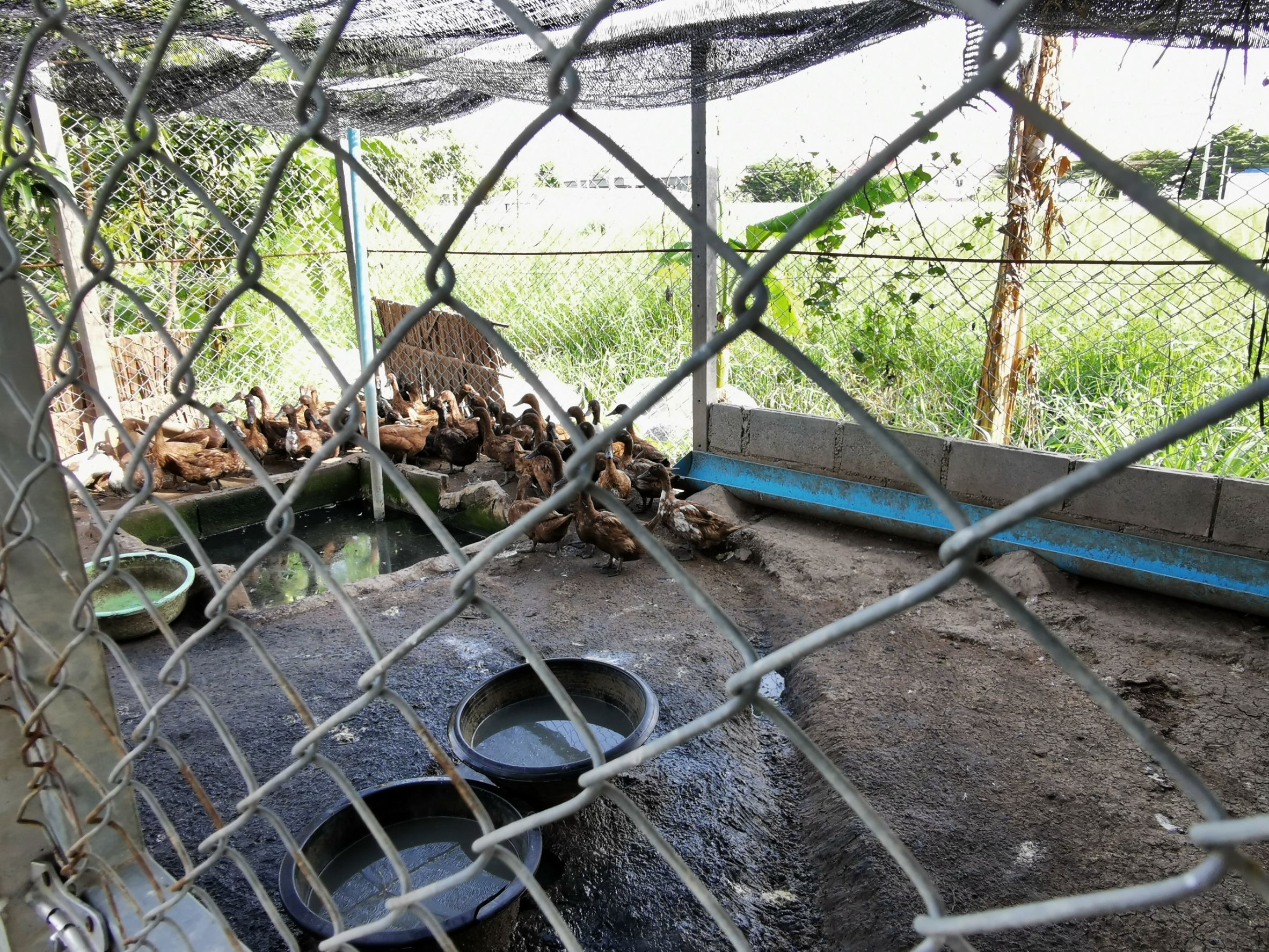 พัฒนาชุมชนจังหวัดฉะเชิงเทรา Kick Off โครงการเฉลิมพระเกียรติเนื่องในวันเฉลิมพระชนมพรรษา  สมเด็จพระนางเจ้าสิริกิติ์ พระบรมราชินีนาถ พระบรมราชชนนีพันปีหลวง : กิจกรรม พช.แปดริ้วรวมใจ  ร่วมปลูกสมุนไพร ต้านภัยโควิด -19  ด้วยพืชสมุนไพร