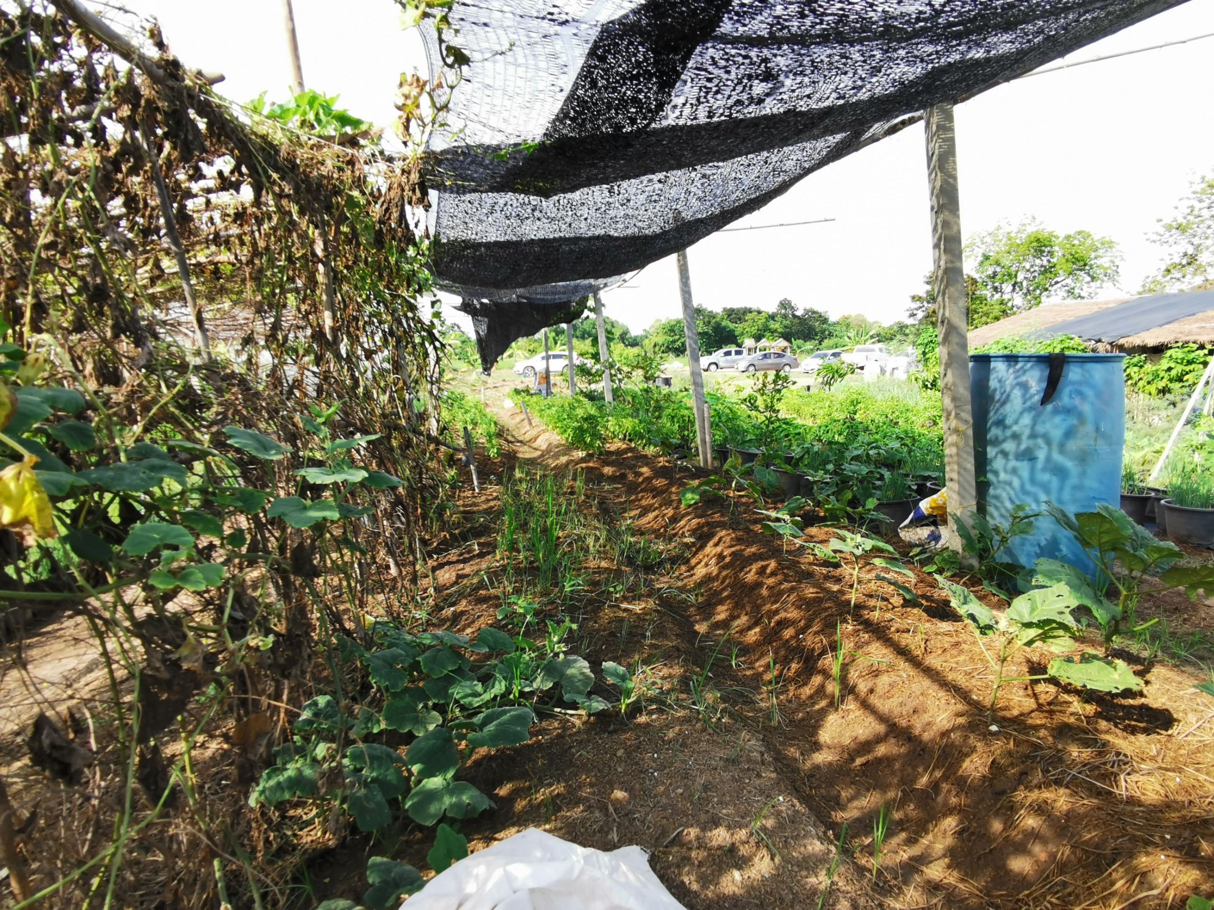 พัฒนาชุมชนจังหวัดฉะเชิงเทรา Kick Off โครงการเฉลิมพระเกียรติเนื่องในวันเฉลิมพระชนมพรรษา  สมเด็จพระนางเจ้าสิริกิติ์ พระบรมราชินีนาถ พระบรมราชชนนีพันปีหลวง : กิจกรรม พช.แปดริ้วรวมใจ  ร่วมปลูกสมุนไพร ต้านภัยโควิด -19  ด้วยพืชสมุนไพร