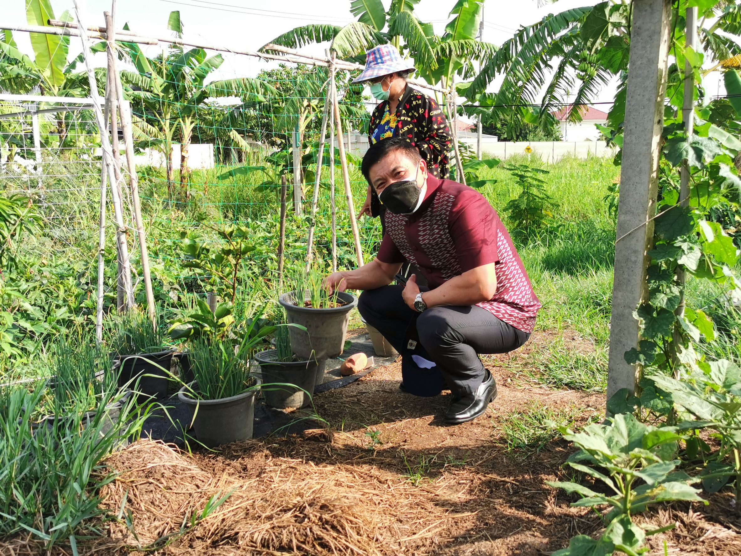 พัฒนาชุมชนจังหวัดฉะเชิงเทรา Kick Off โครงการเฉลิมพระเกียรติเนื่องในวันเฉลิมพระชนมพรรษา  สมเด็จพระนางเจ้าสิริกิติ์ พระบรมราชินีนาถ พระบรมราชชนนีพันปีหลวง : กิจกรรม พช.แปดริ้วรวมใจ  ร่วมปลูกสมุนไพร ต้านภัยโควิด -19  ด้วยพืชสมุนไพร