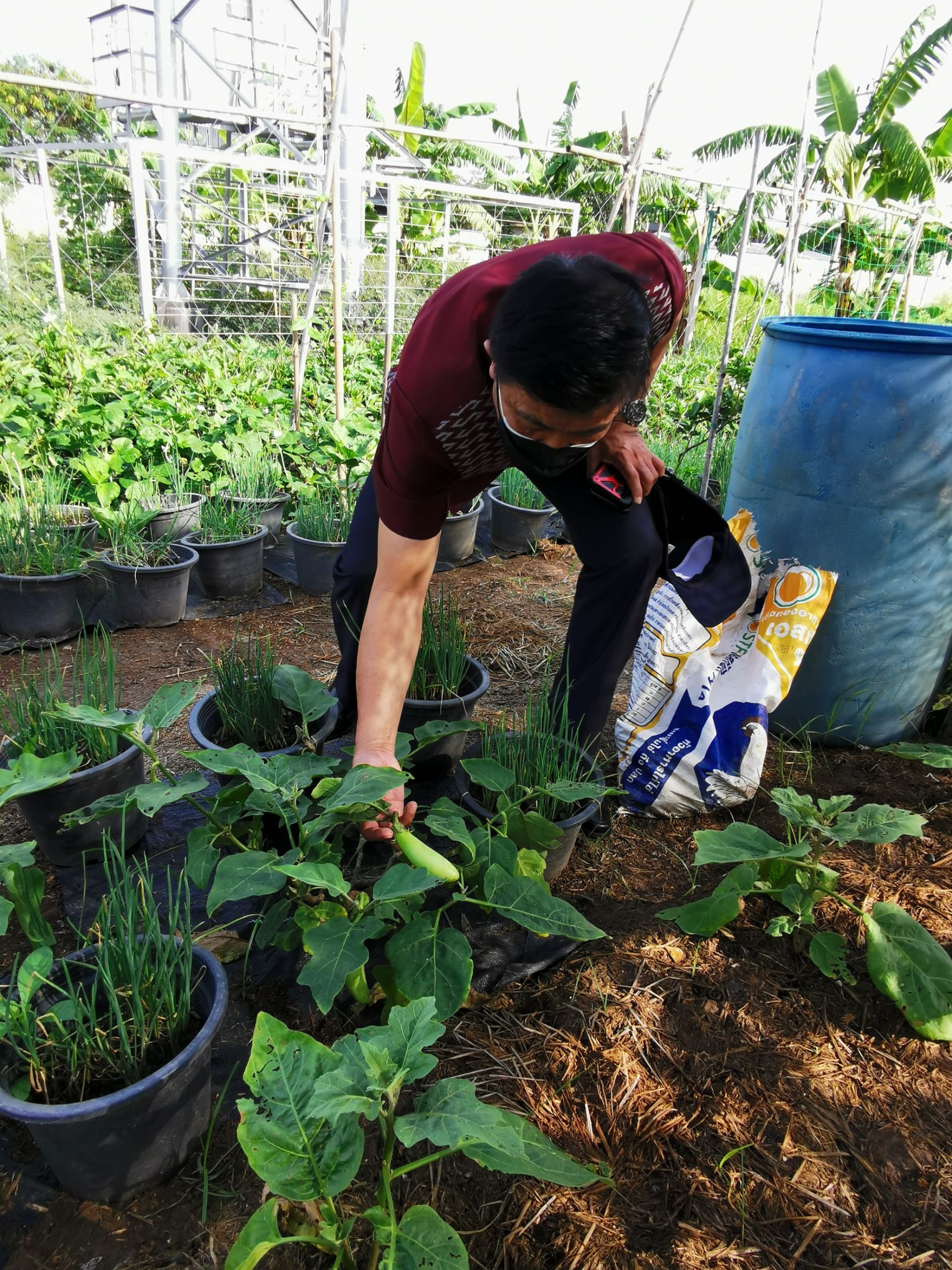 พัฒนาชุมชนจังหวัดฉะเชิงเทรา Kick Off โครงการเฉลิมพระเกียรติเนื่องในวันเฉลิมพระชนมพรรษา  สมเด็จพระนางเจ้าสิริกิติ์ พระบรมราชินีนาถ พระบรมราชชนนีพันปีหลวง : กิจกรรม พช.แปดริ้วรวมใจ  ร่วมปลูกสมุนไพร ต้านภัยโควิด -19  ด้วยพืชสมุนไพร