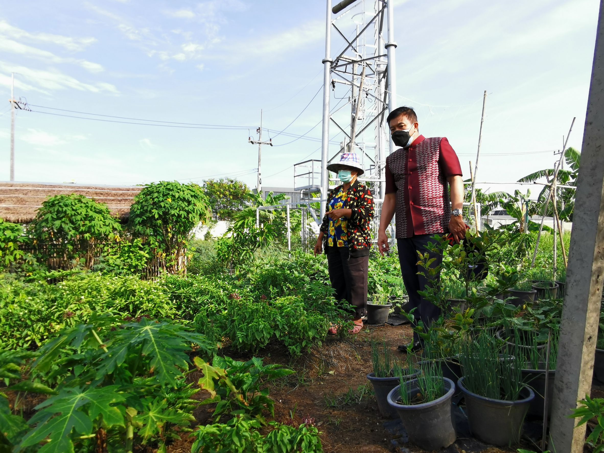 พัฒนาชุมชนจังหวัดฉะเชิงเทรา Kick Off โครงการเฉลิมพระเกียรติเนื่องในวันเฉลิมพระชนมพรรษา  สมเด็จพระนางเจ้าสิริกิติ์ พระบรมราชินีนาถ พระบรมราชชนนีพันปีหลวง : กิจกรรม พช.แปดริ้วรวมใจ  ร่วมปลูกสมุนไพร ต้านภัยโควิด -19  ด้วยพืชสมุนไพร