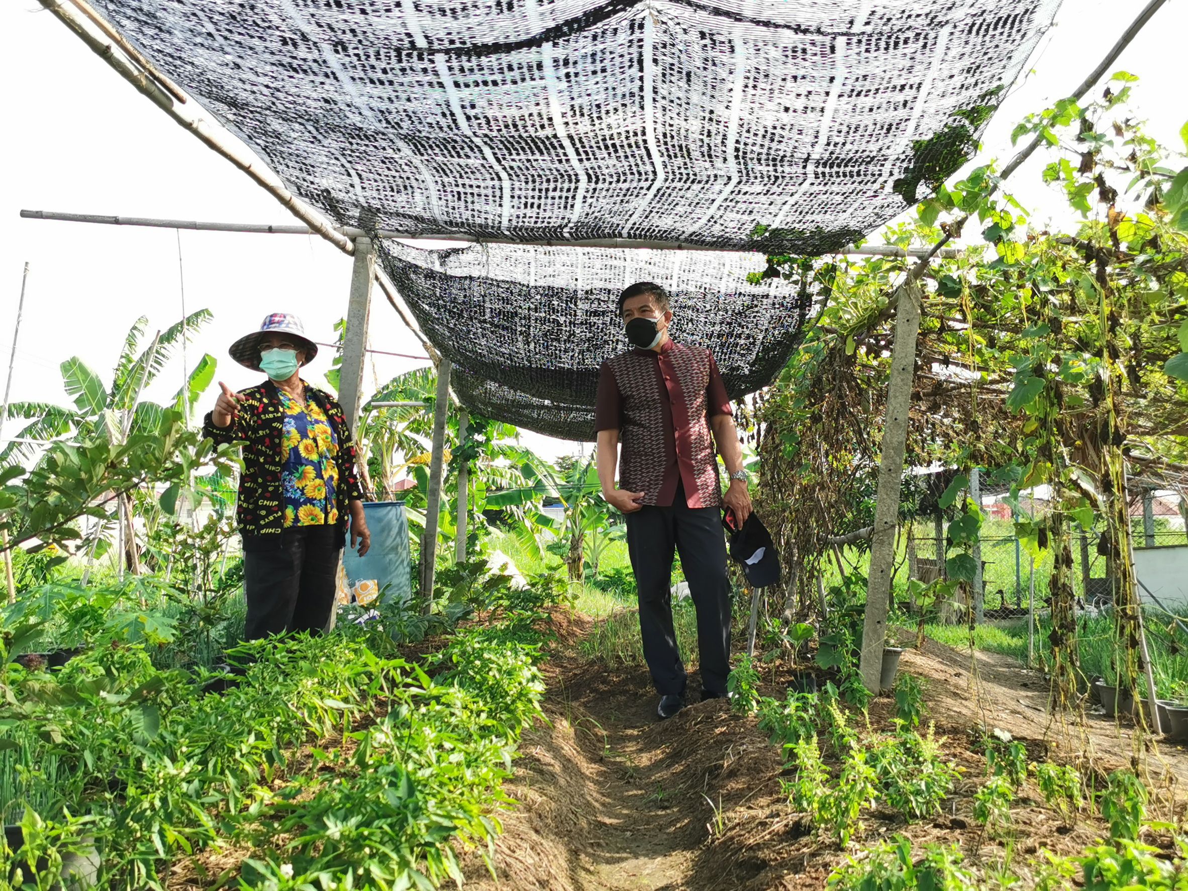 พัฒนาชุมชนจังหวัดฉะเชิงเทรา Kick Off โครงการเฉลิมพระเกียรติเนื่องในวันเฉลิมพระชนมพรรษา  สมเด็จพระนางเจ้าสิริกิติ์ พระบรมราชินีนาถ พระบรมราชชนนีพันปีหลวง : กิจกรรม พช.แปดริ้วรวมใจ  ร่วมปลูกสมุนไพร ต้านภัยโควิด -19  ด้วยพืชสมุนไพร