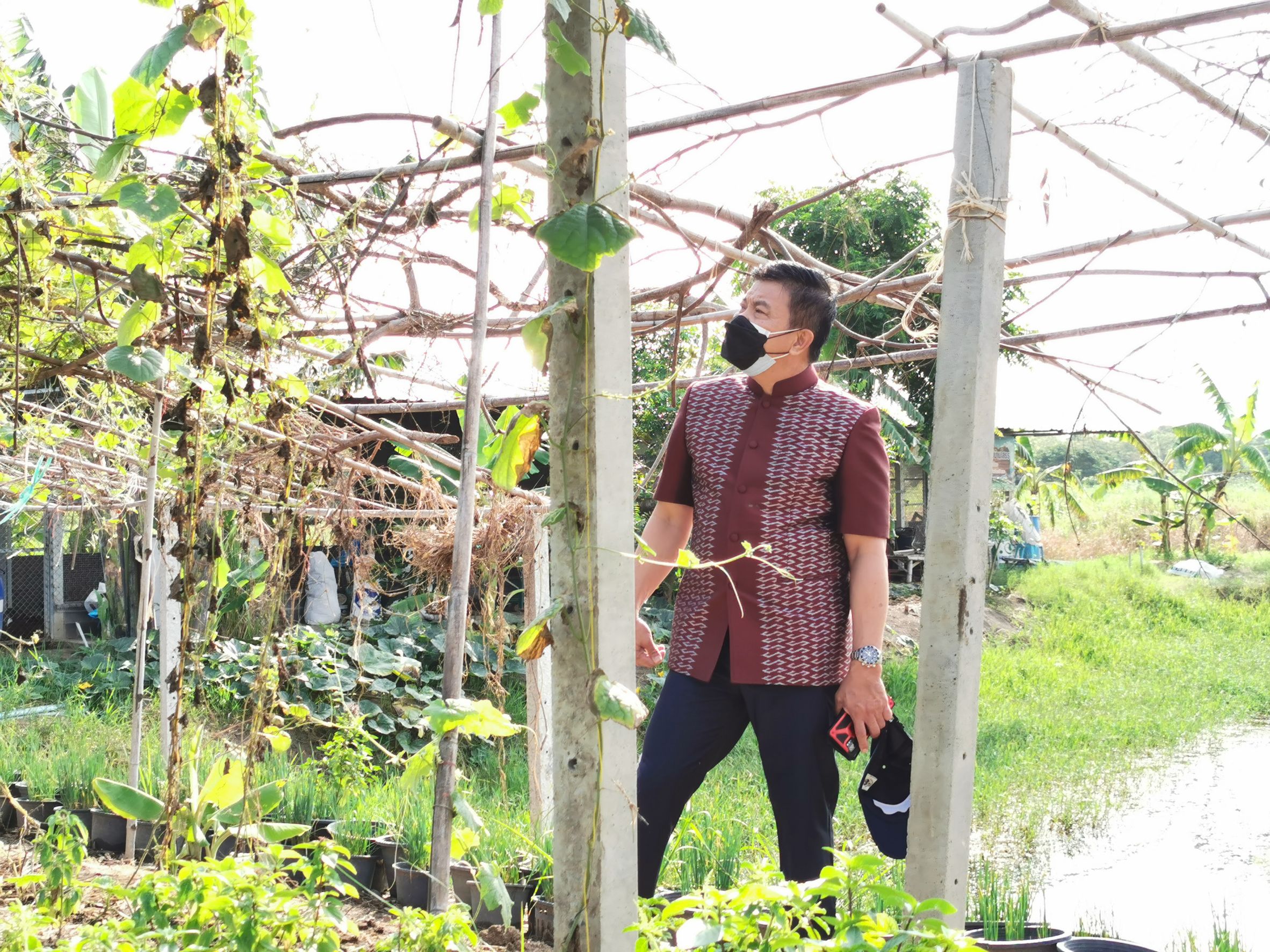 พัฒนาชุมชนจังหวัดฉะเชิงเทรา Kick Off โครงการเฉลิมพระเกียรติเนื่องในวันเฉลิมพระชนมพรรษา  สมเด็จพระนางเจ้าสิริกิติ์ พระบรมราชินีนาถ พระบรมราชชนนีพันปีหลวง : กิจกรรม พช.แปดริ้วรวมใจ  ร่วมปลูกสมุนไพร ต้านภัยโควิด -19  ด้วยพืชสมุนไพร