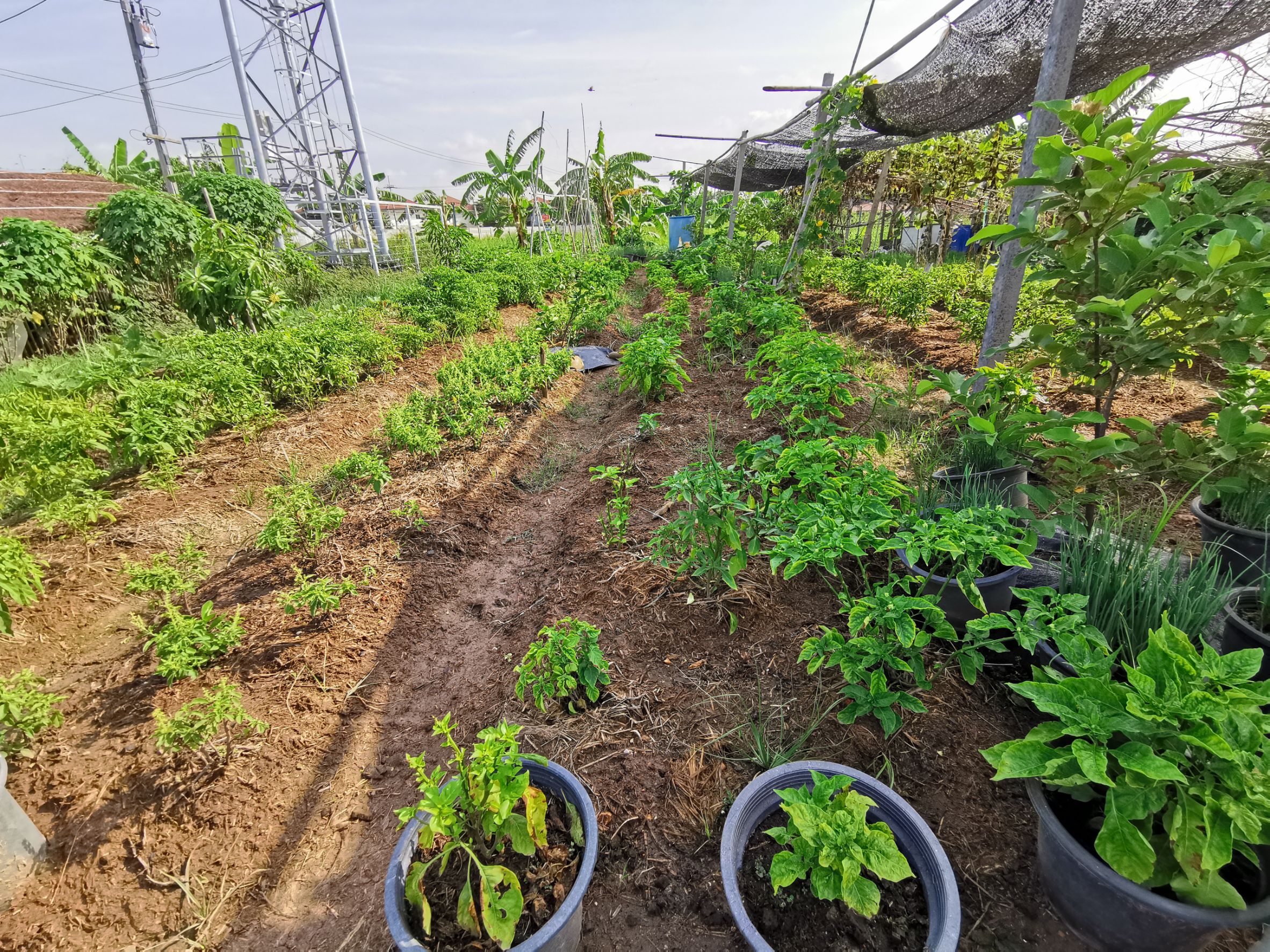พัฒนาชุมชนจังหวัดฉะเชิงเทรา Kick Off โครงการเฉลิมพระเกียรติเนื่องในวันเฉลิมพระชนมพรรษา  สมเด็จพระนางเจ้าสิริกิติ์ พระบรมราชินีนาถ พระบรมราชชนนีพันปีหลวง : กิจกรรม พช.แปดริ้วรวมใจ  ร่วมปลูกสมุนไพร ต้านภัยโควิด -19  ด้วยพืชสมุนไพร