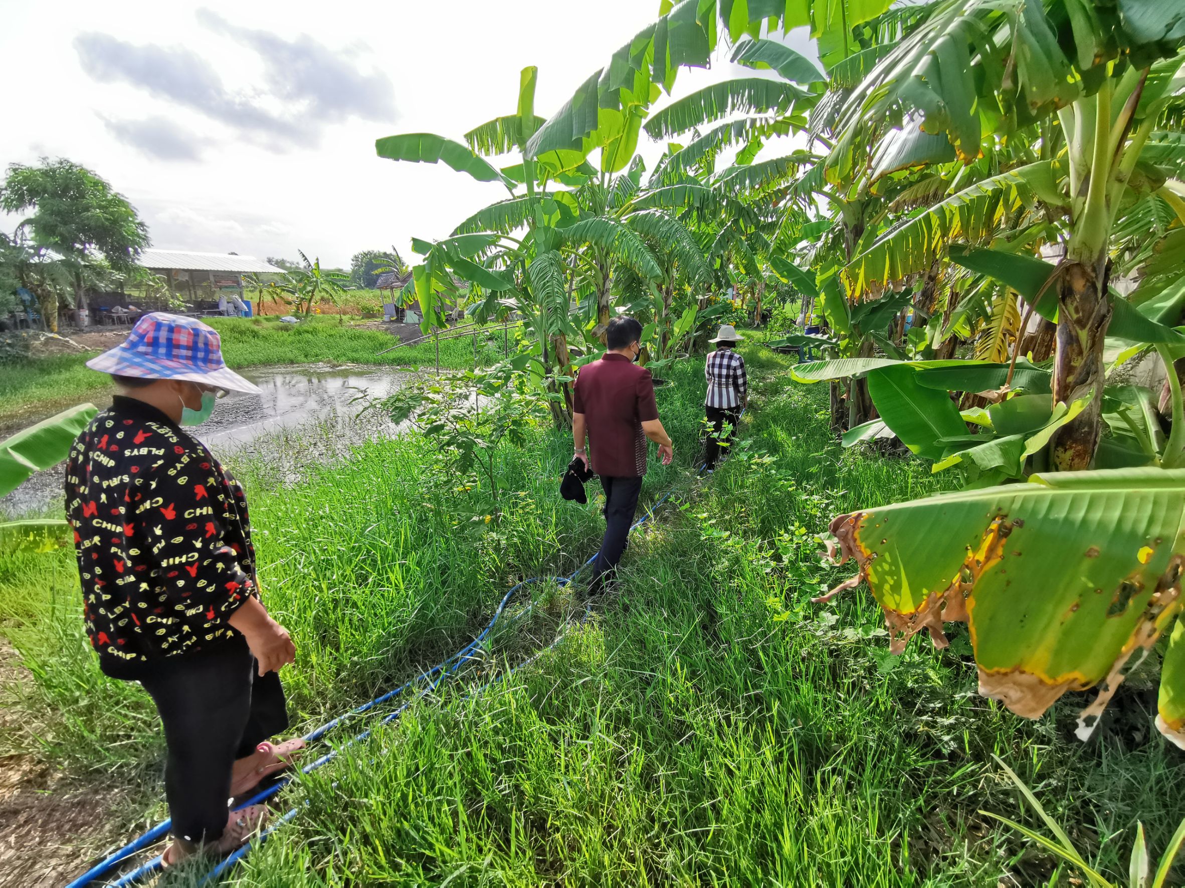 พัฒนาชุมชนจังหวัดฉะเชิงเทรา Kick Off โครงการเฉลิมพระเกียรติเนื่องในวันเฉลิมพระชนมพรรษา  สมเด็จพระนางเจ้าสิริกิติ์ พระบรมราชินีนาถ พระบรมราชชนนีพันปีหลวง : กิจกรรม พช.แปดริ้วรวมใจ  ร่วมปลูกสมุนไพร ต้านภัยโควิด -19  ด้วยพืชสมุนไพร
