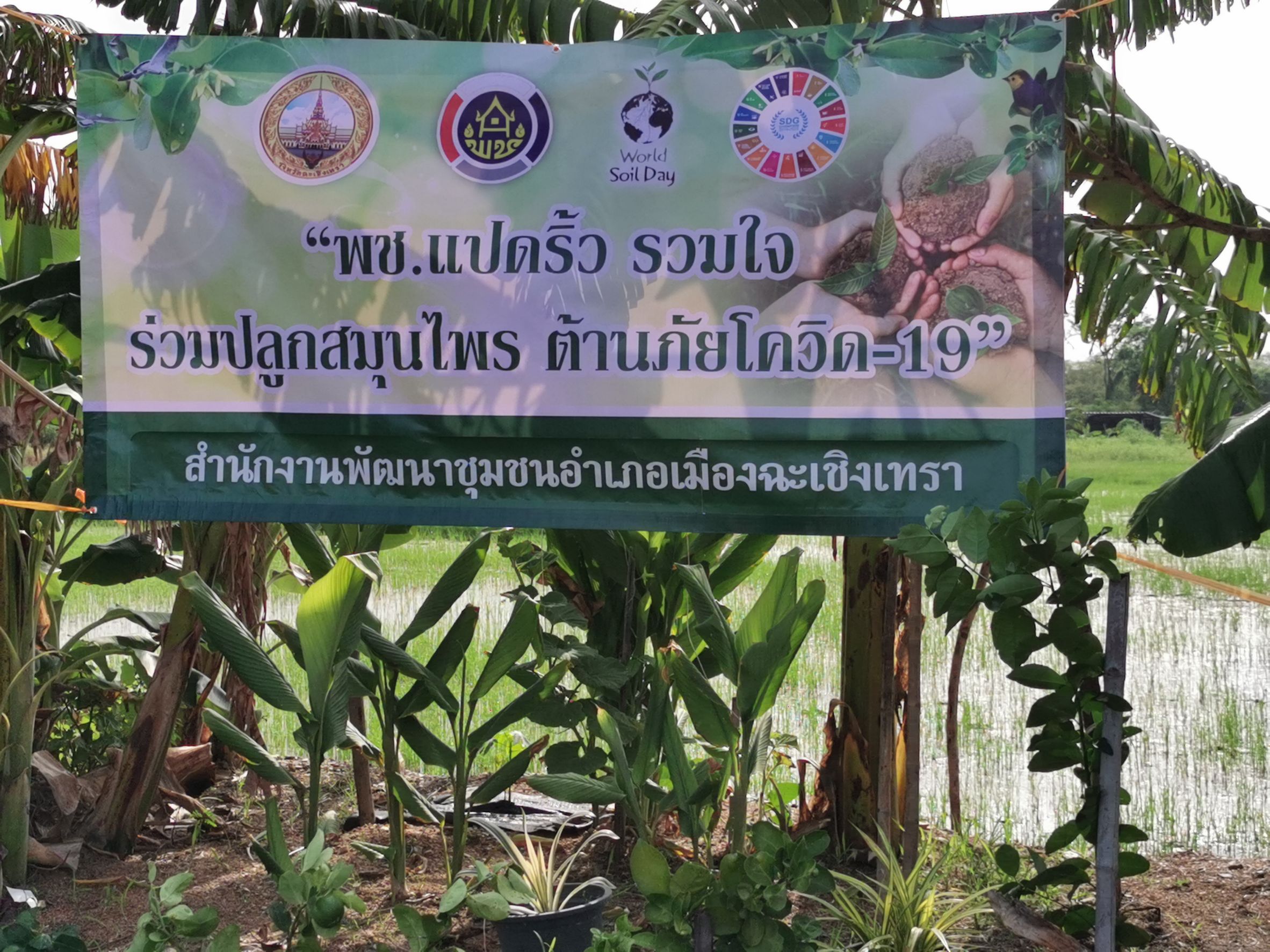 พัฒนาชุมชนจังหวัดฉะเชิงเทรา Kick Off โครงการเฉลิมพระเกียรติเนื่องในวันเฉลิมพระชนมพรรษา  สมเด็จพระนางเจ้าสิริกิติ์ พระบรมราชินีนาถ พระบรมราชชนนีพันปีหลวง : กิจกรรม พช.แปดริ้วรวมใจ  ร่วมปลูกสมุนไพร ต้านภัยโควิด -19  ด้วยพืชสมุนไพร