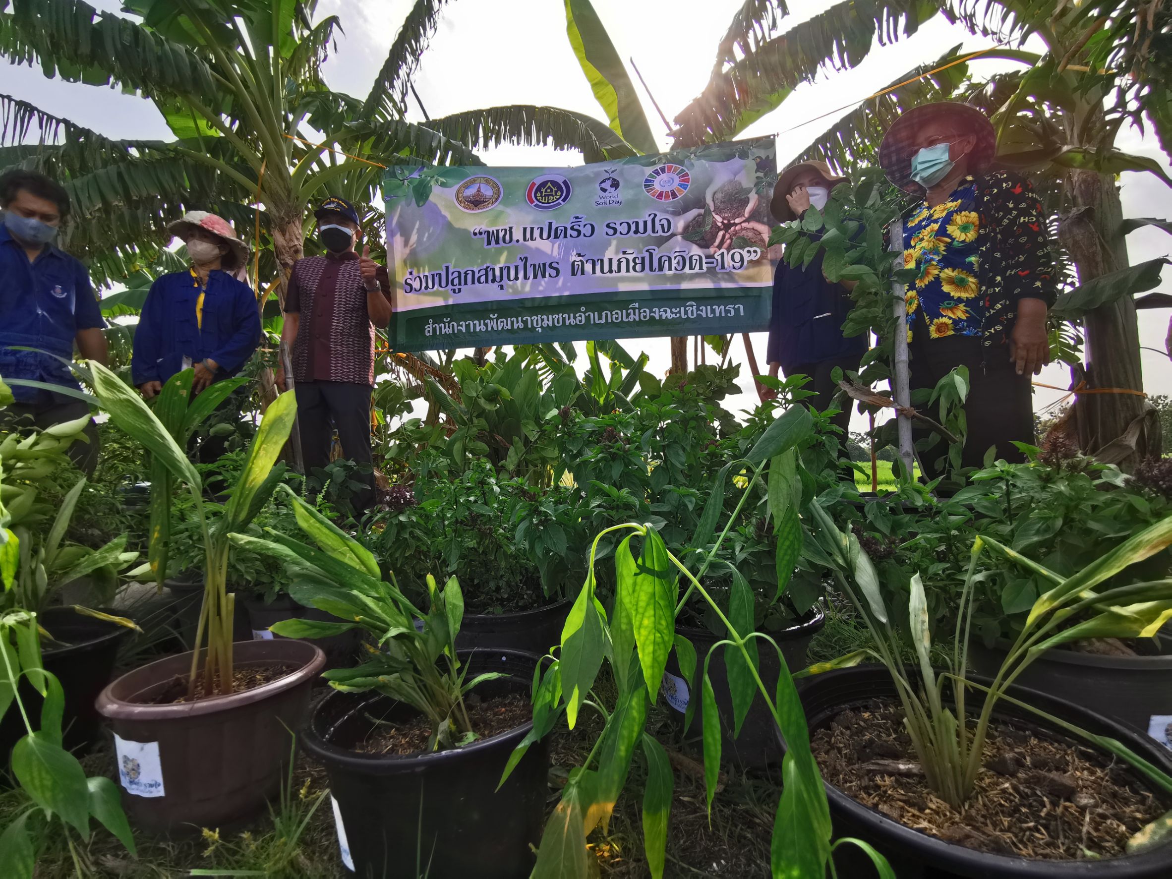 พัฒนาชุมชนจังหวัดฉะเชิงเทรา Kick Off โครงการเฉลิมพระเกียรติเนื่องในวันเฉลิมพระชนมพรรษา  สมเด็จพระนางเจ้าสิริกิติ์ พระบรมราชินีนาถ พระบรมราชชนนีพันปีหลวง : กิจกรรม พช.แปดริ้วรวมใจ  ร่วมปลูกสมุนไพร ต้านภัยโควิด -19  ด้วยพืชสมุนไพร