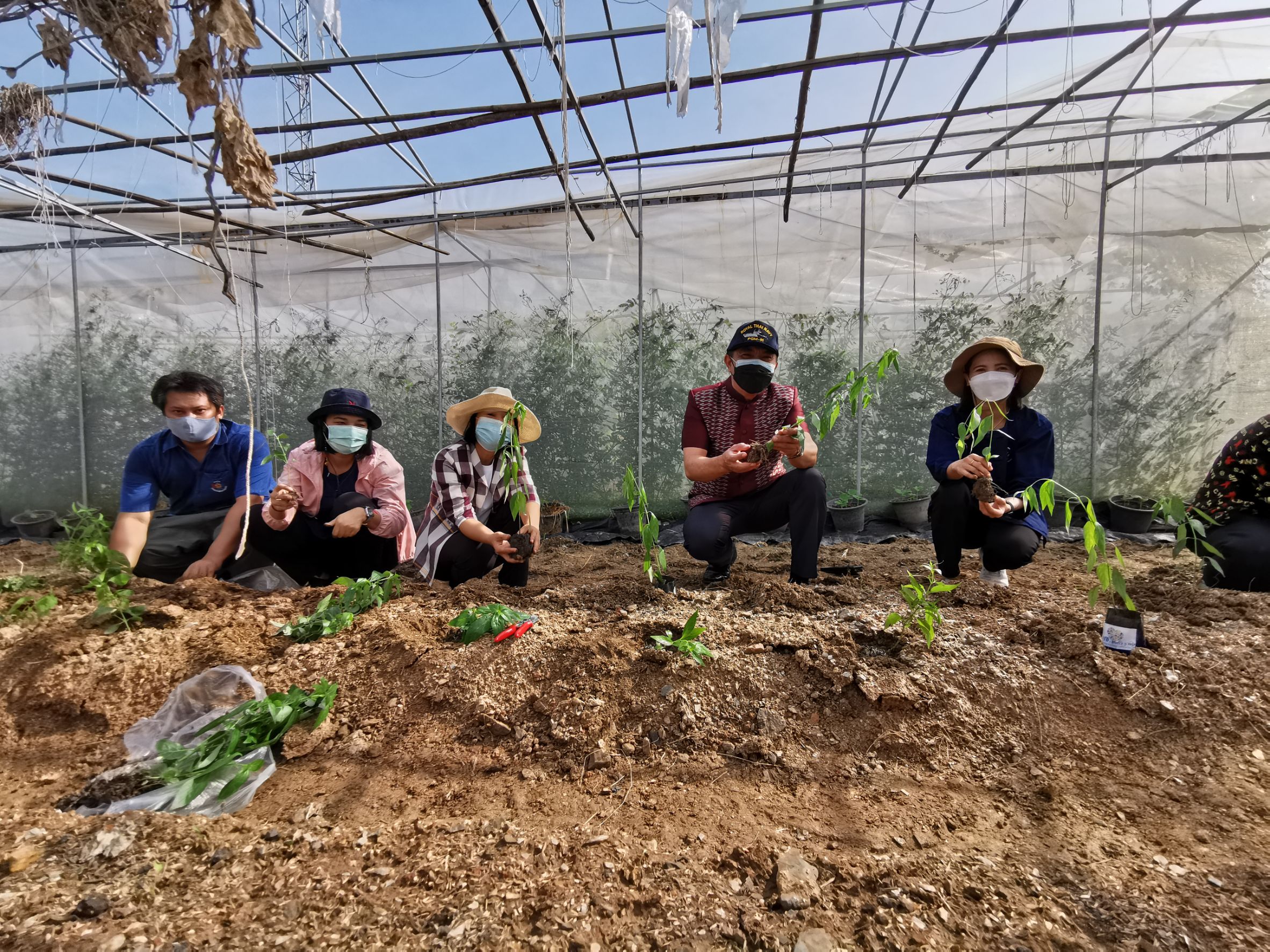 พัฒนาชุมชนจังหวัดฉะเชิงเทรา Kick Off โครงการเฉลิมพระเกียรติเนื่องในวันเฉลิมพระชนมพรรษา  สมเด็จพระนางเจ้าสิริกิติ์ พระบรมราชินีนาถ พระบรมราชชนนีพันปีหลวง : กิจกรรม พช.แปดริ้วรวมใจ  ร่วมปลูกสมุนไพร ต้านภัยโควิด -19  ด้วยพืชสมุนไพร