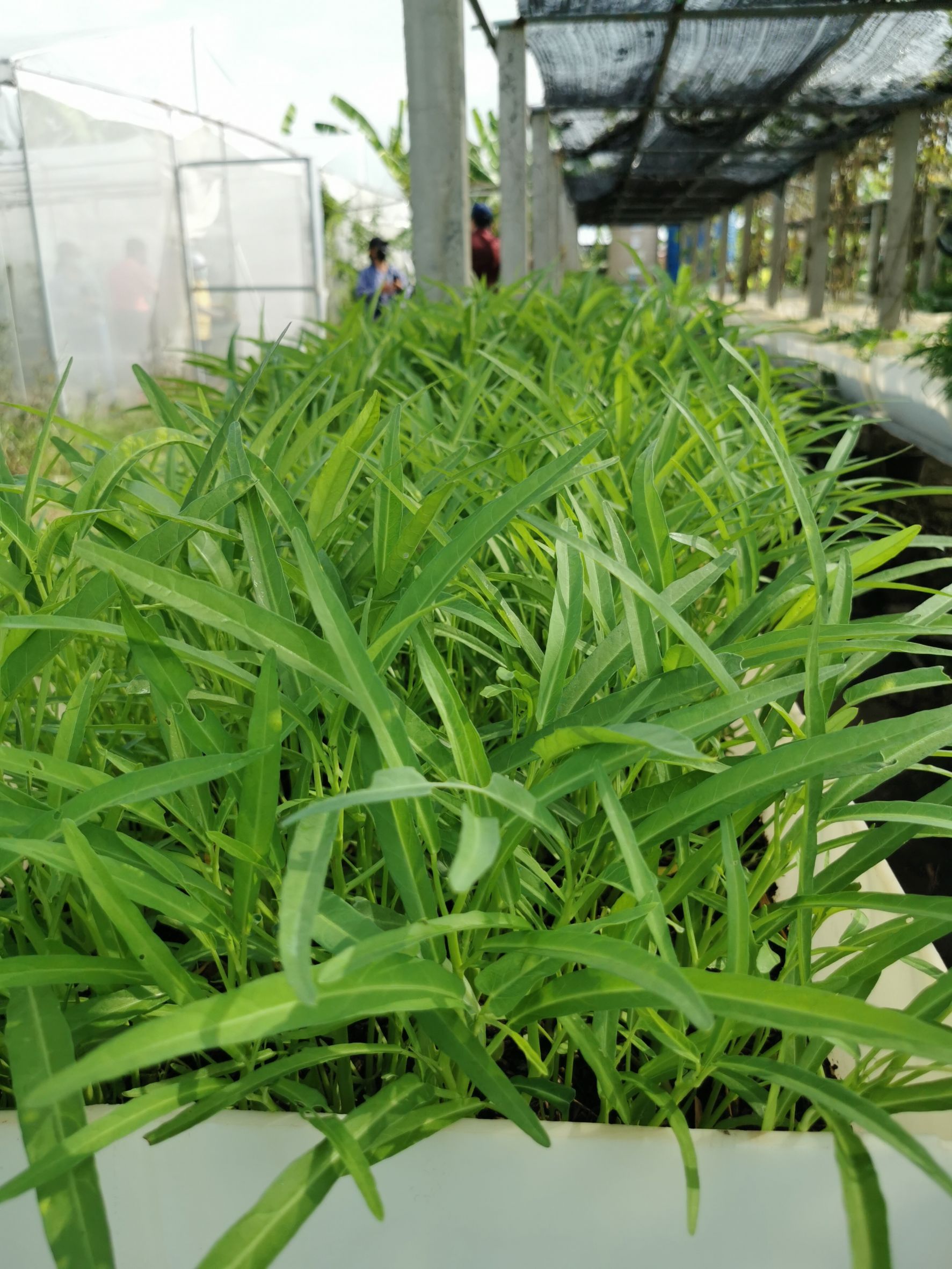 พัฒนาชุมชนจังหวัดฉะเชิงเทรา Kick Off โครงการเฉลิมพระเกียรติเนื่องในวันเฉลิมพระชนมพรรษา  สมเด็จพระนางเจ้าสิริกิติ์ พระบรมราชินีนาถ พระบรมราชชนนีพันปีหลวง : กิจกรรม พช.แปดริ้วรวมใจ  ร่วมปลูกสมุนไพร ต้านภัยโควิด -19  ด้วยพืชสมุนไพร