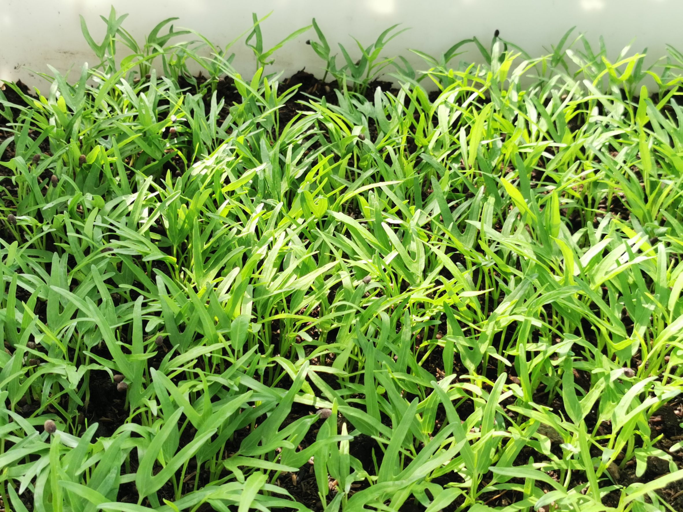 พัฒนาชุมชนจังหวัดฉะเชิงเทรา Kick Off โครงการเฉลิมพระเกียรติเนื่องในวันเฉลิมพระชนมพรรษา  สมเด็จพระนางเจ้าสิริกิติ์ พระบรมราชินีนาถ พระบรมราชชนนีพันปีหลวง : กิจกรรม พช.แปดริ้วรวมใจ  ร่วมปลูกสมุนไพร ต้านภัยโควิด -19  ด้วยพืชสมุนไพร