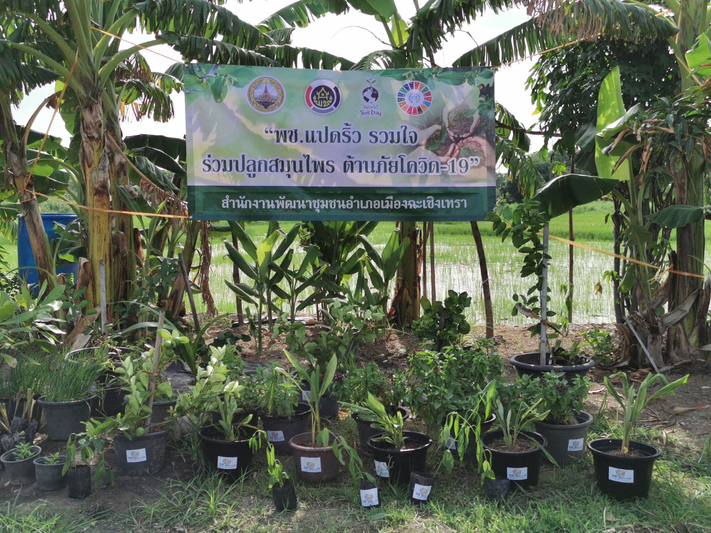 พัฒนาชุมชนจังหวัดฉะเชิงเทรา Kick Off โครงการเฉลิมพระเกียรติเนื่องในวันเฉลิมพระชนมพรรษา  สมเด็จพระนางเจ้าสิริกิติ์ พระบรมราชินีนาถ พระบรมราชชนนีพันปีหลวง : กิจกรรม พช.แปดริ้วรวมใจ  ร่วมปลูกสมุนไพร ต้านภัยโควิด -19  ด้วยพืชสมุนไพร