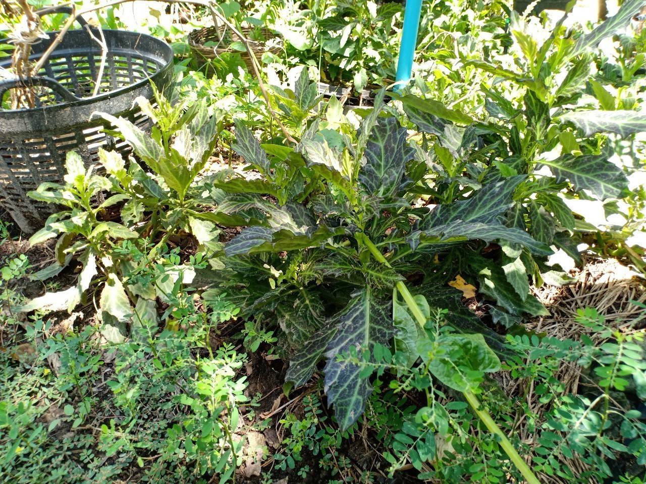 พัฒนาชุมชนจังหวัดฉะเชิงเทรา ประกวดและเผยแพร่ผลการดำเนินงานเครือข่ายองค์องความรู้ (Knowledge-Based OTOP) จังหวัด ประจำปี 2564 ภาคกลาง 18 จังหวัด ผ่านระบบออนไลน์ (Zoom Cloud Meeting)