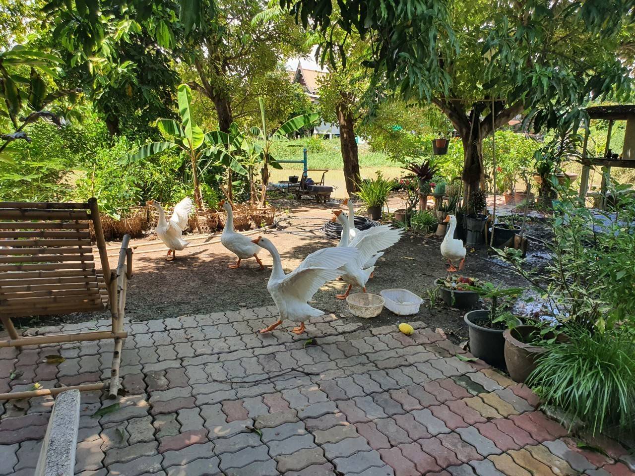 พัฒนาชุมชนจังหวัดฉะเชิงเทรา ประกวดและเผยแพร่ผลการดำเนินงานเครือข่ายองค์องความรู้ (Knowledge-Based OTOP) จังหวัด ประจำปี 2564 ภาคกลาง 18 จังหวัด ผ่านระบบออนไลน์ (Zoom Cloud Meeting)