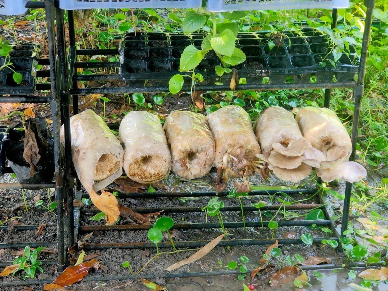 พัฒนาชุมชนจังหวัดฉะเชิงเทรา ประกวดและเผยแพร่ผลการดำเนินงานเครือข่ายองค์องความรู้ (Knowledge-Based OTOP) จังหวัด ประจำปี 2564 ภาคกลาง 18 จังหวัด ผ่านระบบออนไลน์ (Zoom Cloud Meeting)