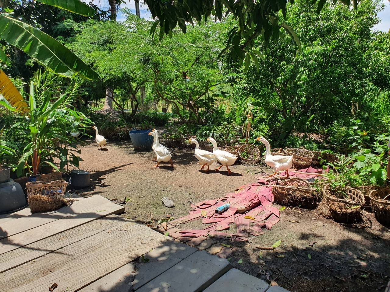 พัฒนาชุมชนจังหวัดฉะเชิงเทรา ประกวดและเผยแพร่ผลการดำเนินงานเครือข่ายองค์องความรู้ (Knowledge-Based OTOP) จังหวัด ประจำปี 2564 ภาคกลาง 18 จังหวัด ผ่านระบบออนไลน์ (Zoom Cloud Meeting)