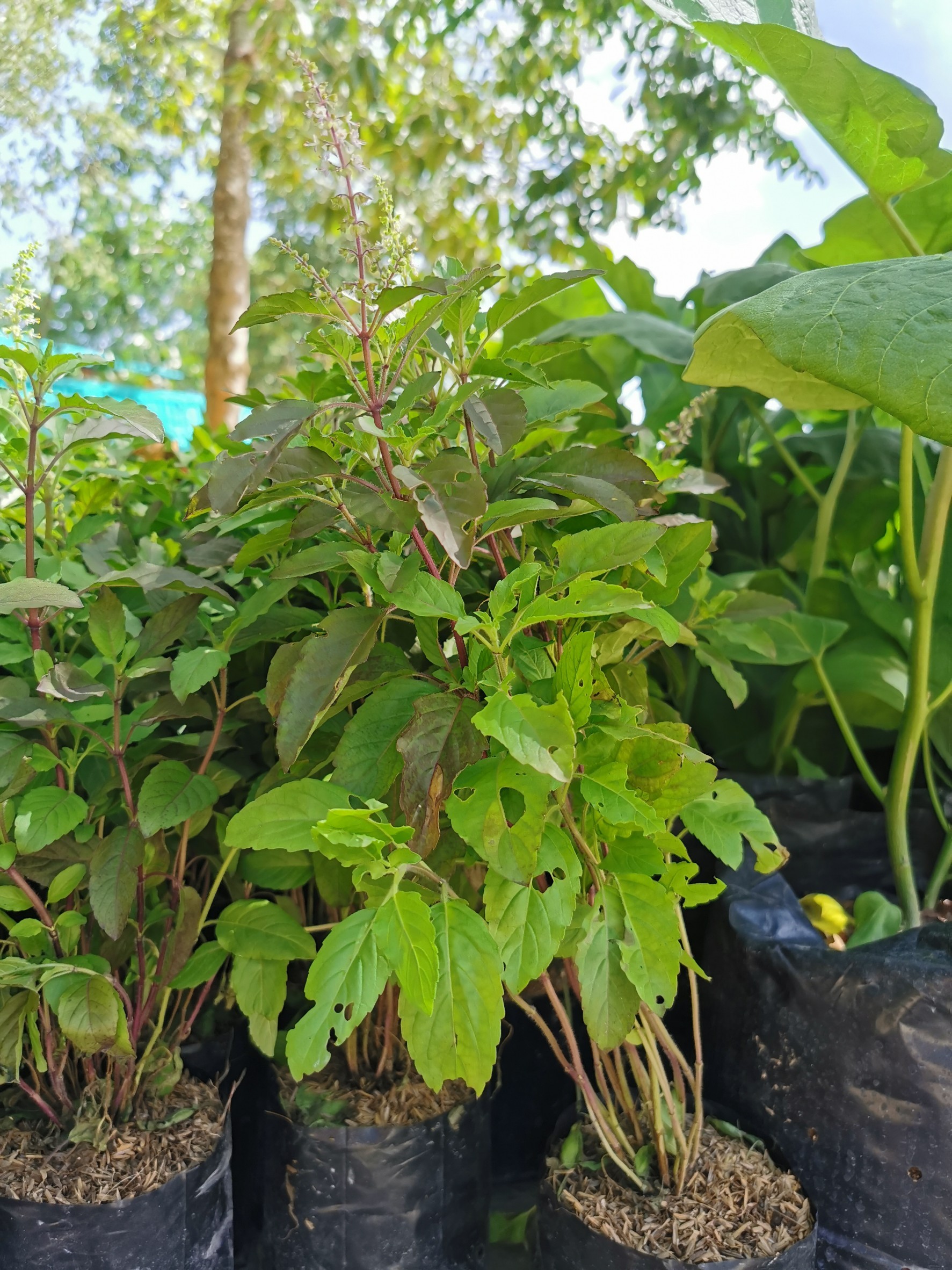 ฉะเชิงเทรา สร้างสุขชุมชน มอบข้าวสาร ไข่ไก่ เมล็ดพันธุ์ผัก และต้นกล้าผักสวนครัว