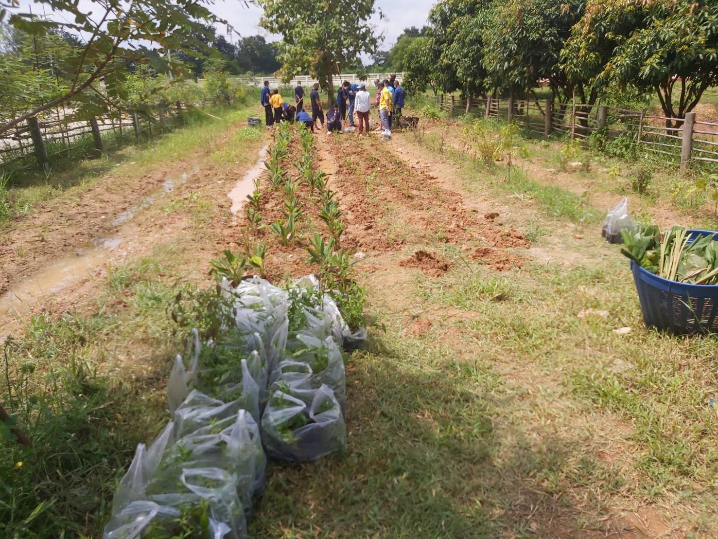 พช. แปดริ้วรวมใจ ร่วมปลูกสมุนไพรต้านภัยโควิด – 19