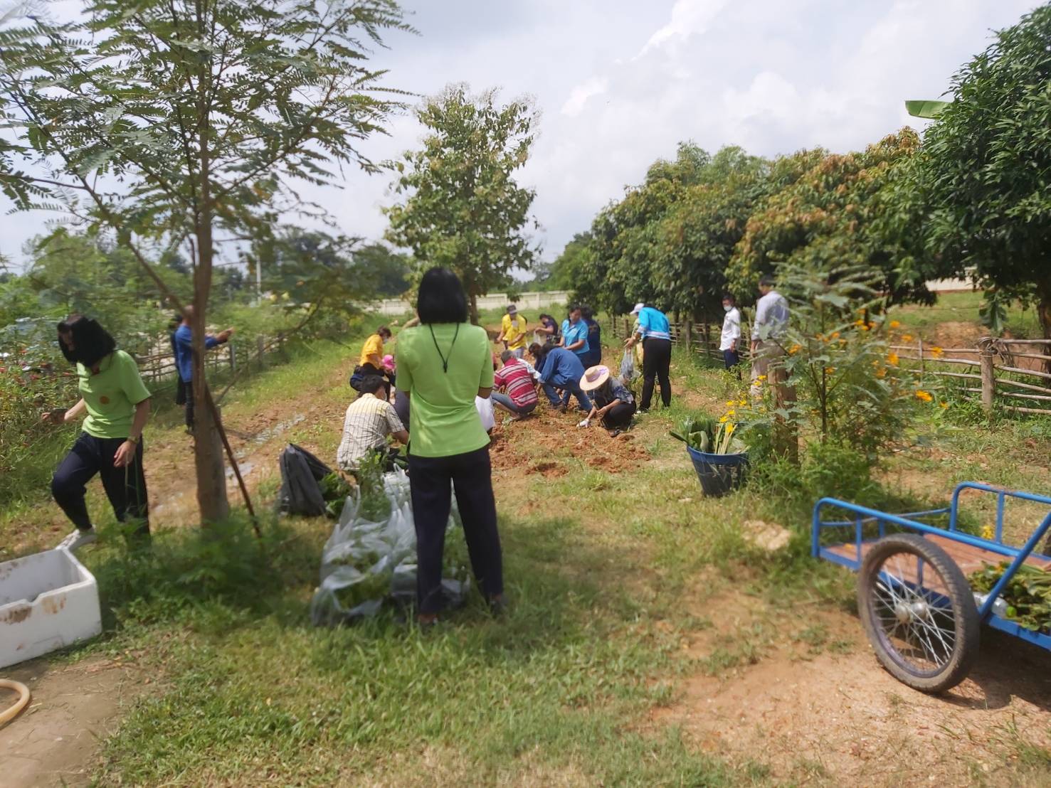 พช. แปดริ้วรวมใจ ร่วมปลูกสมุนไพรต้านภัยโควิด – 19