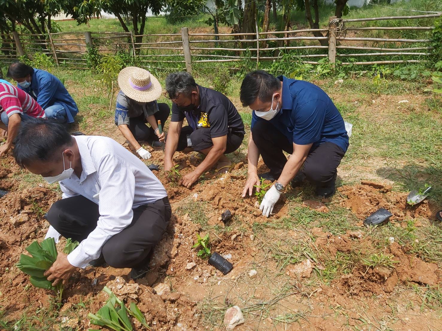 พช. แปดริ้วรวมใจ ร่วมปลูกสมุนไพรต้านภัยโควิด – 19