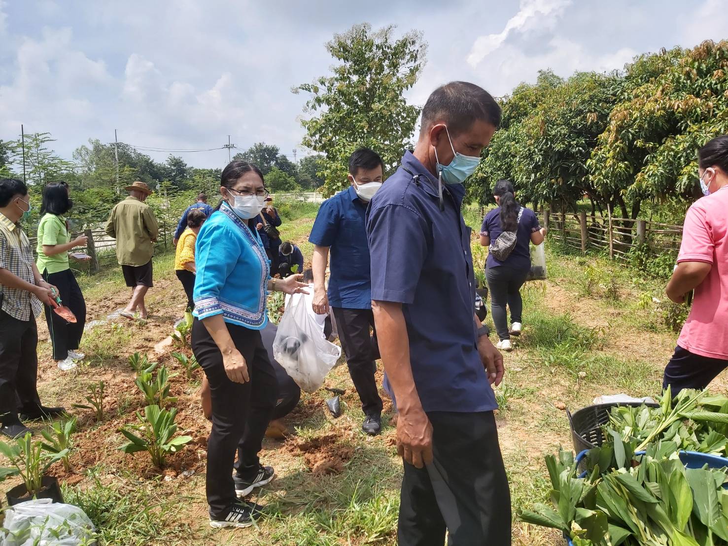 พช. แปดริ้วรวมใจ ร่วมปลูกสมุนไพรต้านภัยโควิด – 19
