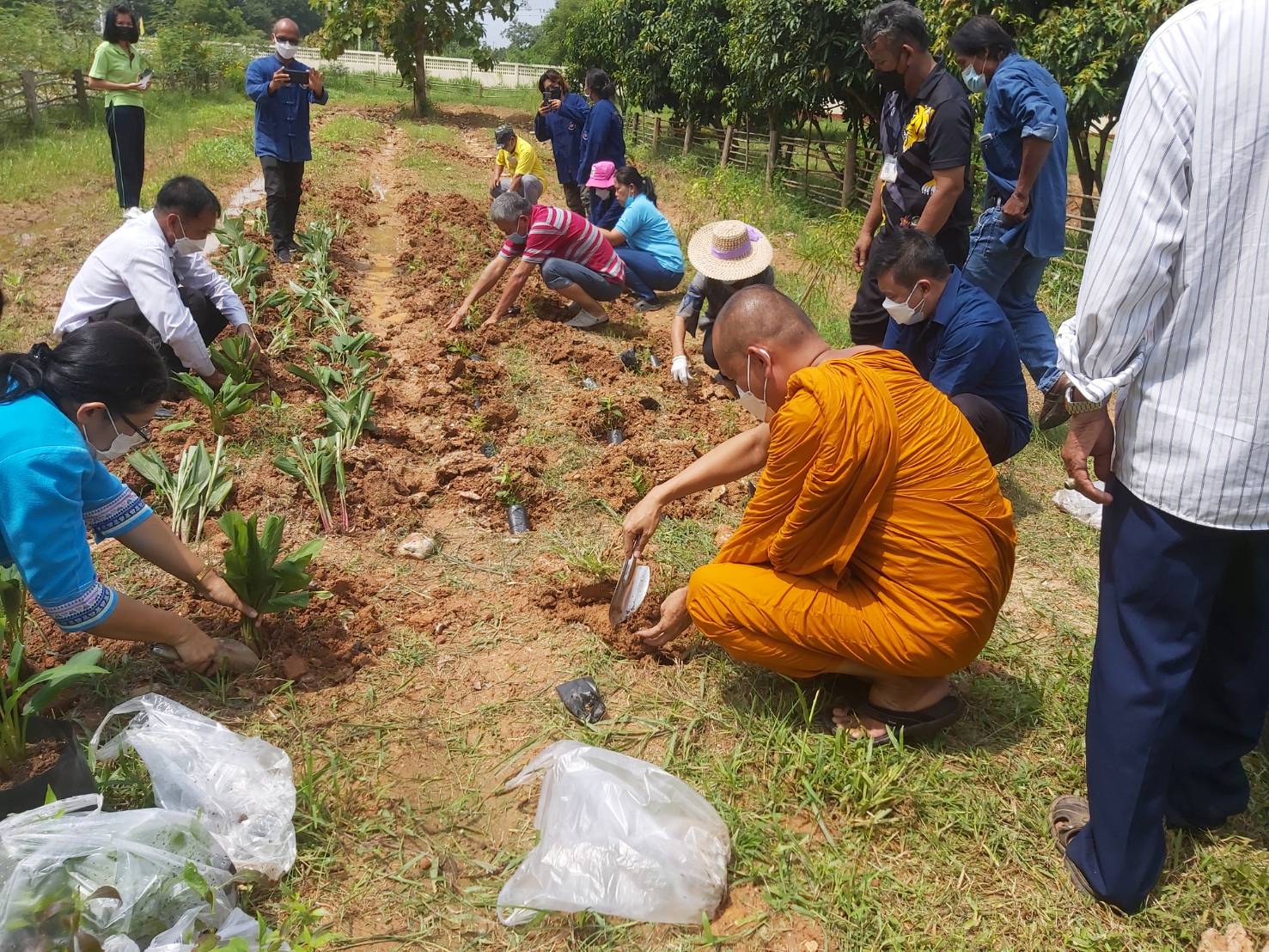 พช. แปดริ้วรวมใจ ร่วมปลูกสมุนไพรต้านภัยโควิด – 19