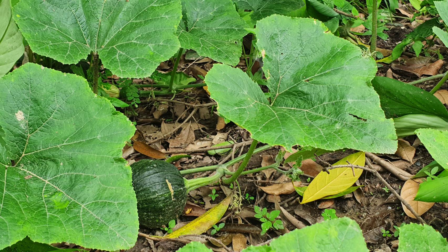 พัฒนาชุมชนจังหวัด ดำเนินงานโครงการ 9 ; 10 ปฏิบัติบูชา “สืบสาน รักษา ต่อยอด” เพื่อพัฒนาชุมชน กิจกรรมถอดบทเรียนความสำเร็จหมู่บ้านต้นแบบสนับสนุนการพัฒนาหมู่บ้าน