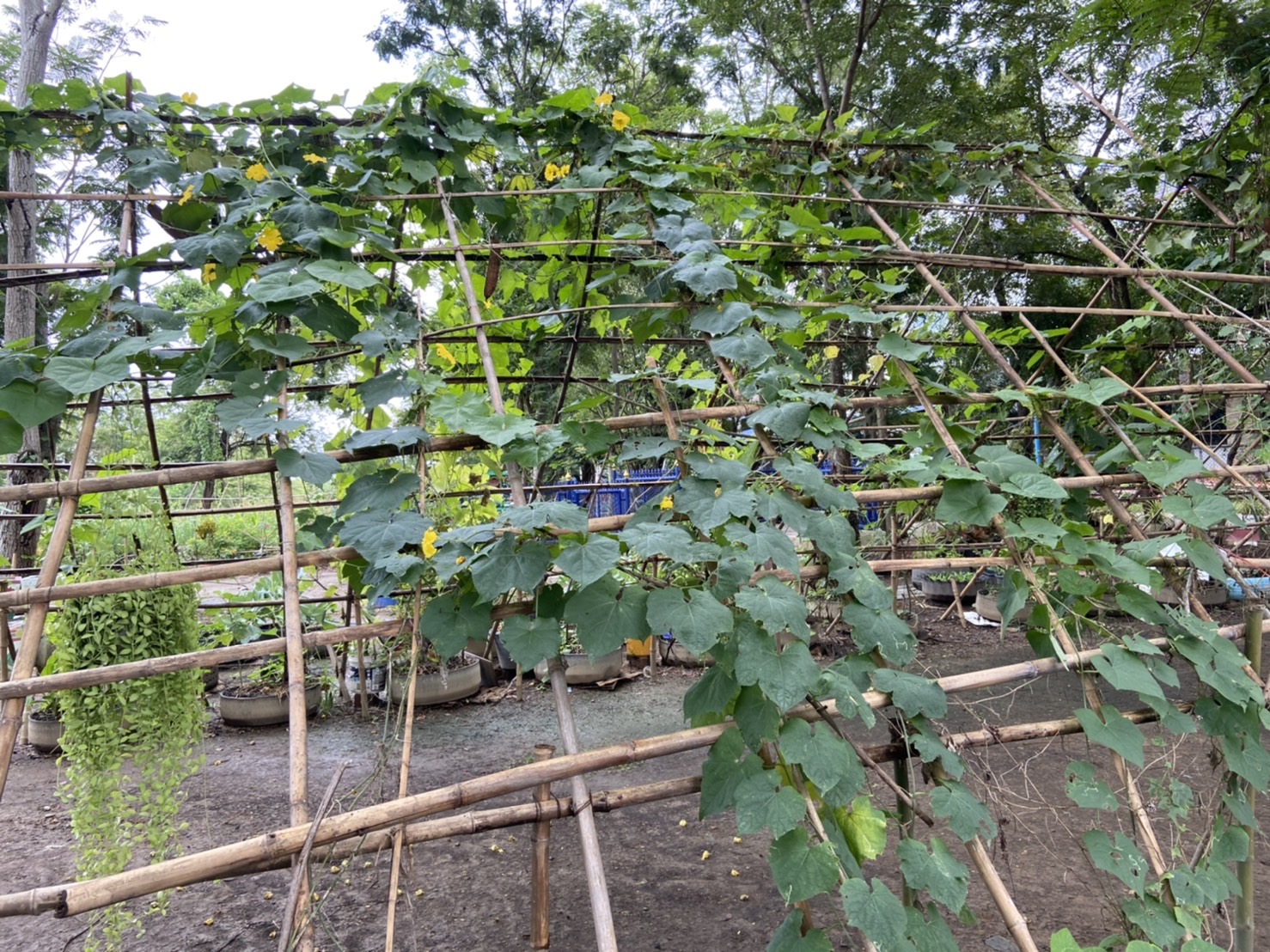 พัฒนาชุมชนจังหวัดฉะเชิงเทรา สนับสนุนกิจกรรมถอดบทเรียนผู้นำการเปลี่ยนแปลงดีเด่น โครงการเสริมสร้างและพัฒนาผู้นำการเปลี่ยนแปลง ตำบลเสม็ดใต้