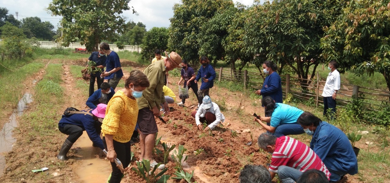 พช. แปดริ้วรวมใจ ร่วมปลูกสมุนไพรต้านภัยโควิด – 19