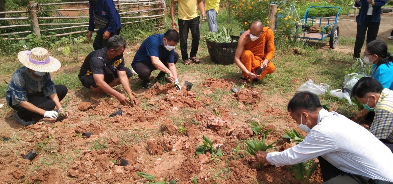 พช. แปดริ้วรวมใจ ร่วมปลูกสมุนไพรต้านภัยโควิด – 19