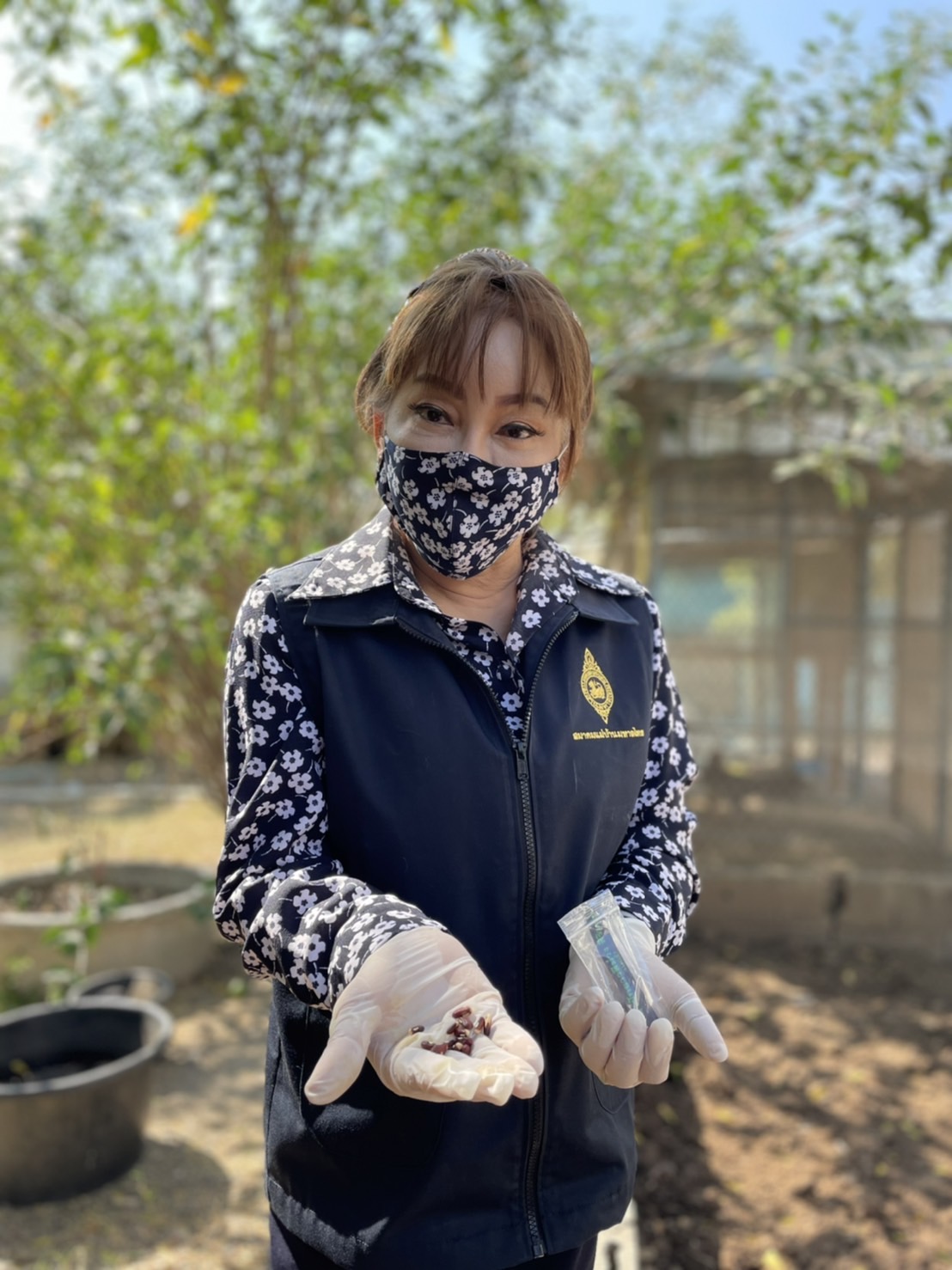 ??‍??พช.ฉะเชิงเทรา : ประธานแม่บ้านมหาดไทยจังหวัดฉะเชิงเทรา ปลูกเมล็ดพันธุ์พระราชทานถั่วฝักยาวสีม่วง สิรินธร เบอร์ 1 จากศูนย์การเรียนรู้โก่งธนู จังหวัดลพบุรี