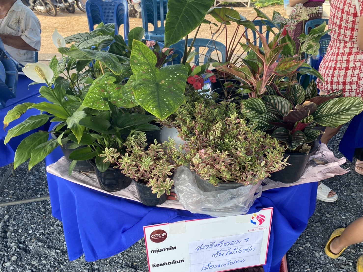 ???‍???พช.ฉะเชิงเทรา จัดกิจกรรมวันสตรีสากล ประจำปี 2565โครงการรวมพลังสตรี สร้างอาชีพเสริม เพิ่มรายได้ กิจกรรมรวมพลังสตรี ปลูกพืช ปลูกผัก และกิจกรรมส่งเสริมช่องทางการตลาดกลุ่มอาชีพกองทุนพัฒนาบทบาทสตรี ครั้งที่ 6