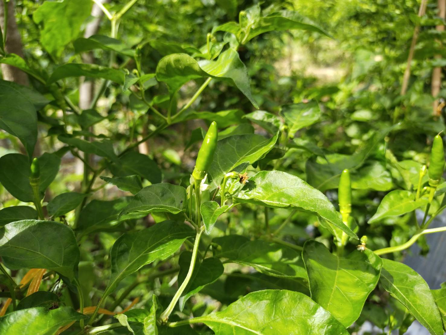 ?แปดริ้วเตรียมความพร้อมการประกวดหมู่บ้านต้นแบบการน้อมนำแนวพระราชดำริไปประยุกต์ใช้ โครงการ 9;10 ปฏิบัติบูชา “สืบสาน รักษา ต่อยอด”เพื่อพัฒนาชุมชน ประจำปี 2565??