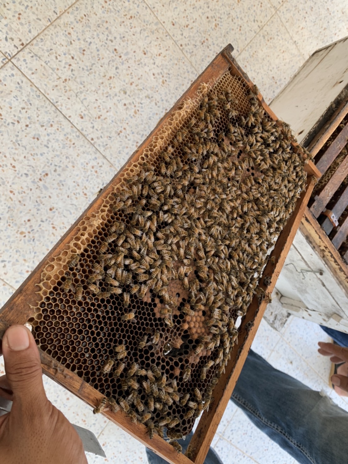 ??พช.ฉะเชิงเทรา ดำเนินโครงการส่งเสริมและพัฒนาเกษตรกร และสถาบันเกษตรให้มีความเข้มแข็งตามหลักปรัชญาของเศรษฐกิจพอเพียง