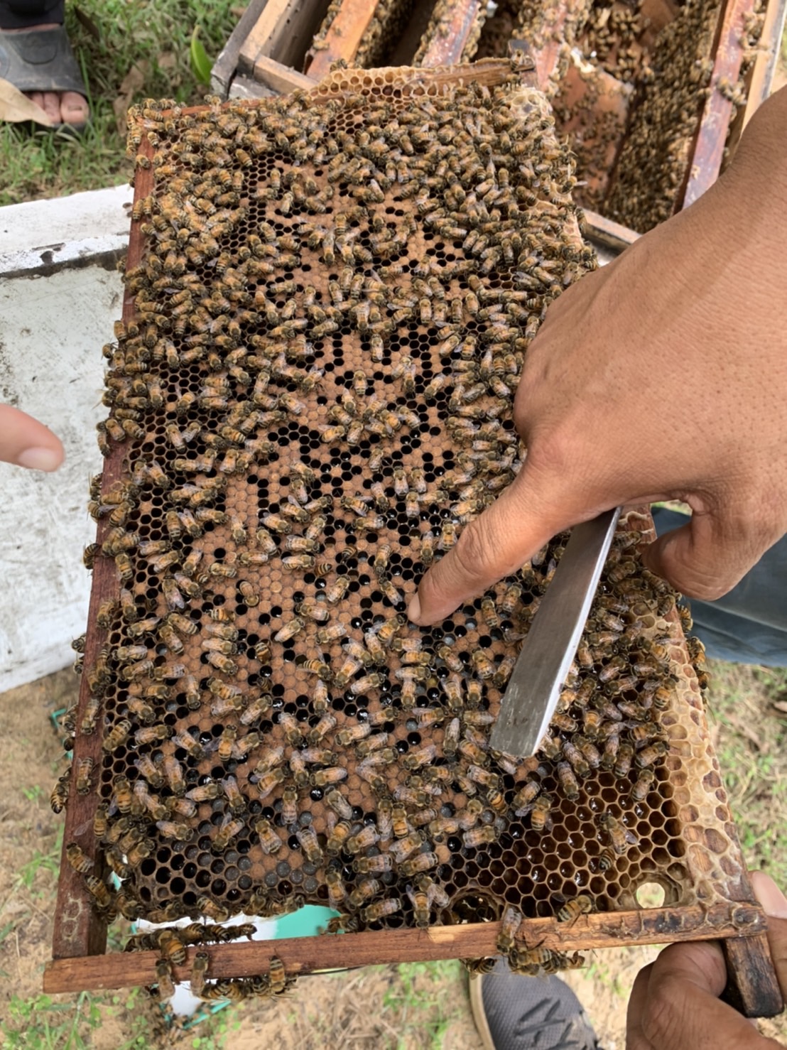 ??พช.ฉะเชิงเทรา ดำเนินโครงการส่งเสริมและพัฒนาเกษตรกร และสถาบันเกษตรให้มีความเข้มแข็งตามหลักปรัชญาของเศรษฐกิจพอเพียง