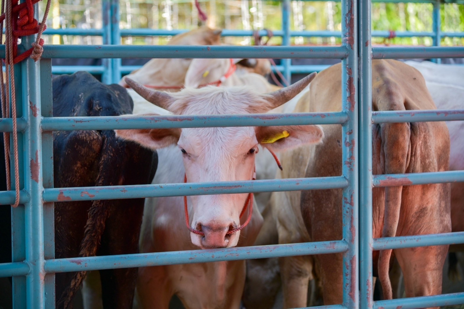 ??ปลัดมท. นำทีมผู้บริหารกระทรวงมหาดไทยร่วมกิจกรรมบำเพ็ญกุศลไถ่ชีวิตโค กระบือ เพื่อถวายพระพรแด่สมเด็จพระเจ้าลูกเธอ เจ้าฟ้าพัชรกิติยาภา นเรนทิราเทพยวดี กรมหลวงราชสาริณีสิริพัชร มหาวัชรราชธิดา