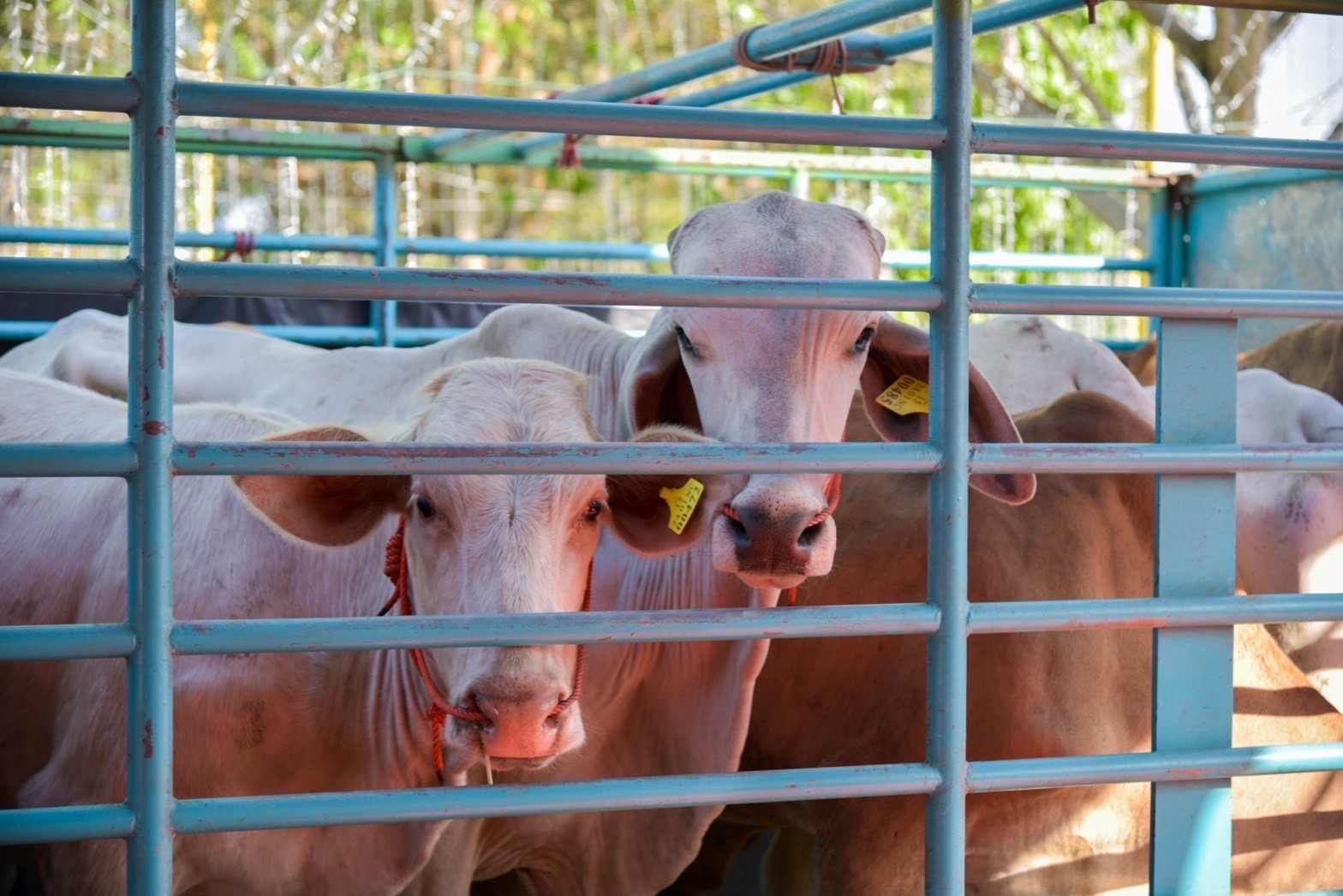 ??ปลัดมท. นำทีมผู้บริหารกระทรวงมหาดไทยร่วมกิจกรรมบำเพ็ญกุศลไถ่ชีวิตโค กระบือ เพื่อถวายพระพรแด่สมเด็จพระเจ้าลูกเธอ เจ้าฟ้าพัชรกิติยาภา นเรนทิราเทพยวดี กรมหลวงราชสาริณีสิริพัชร มหาวัชรราชธิดา