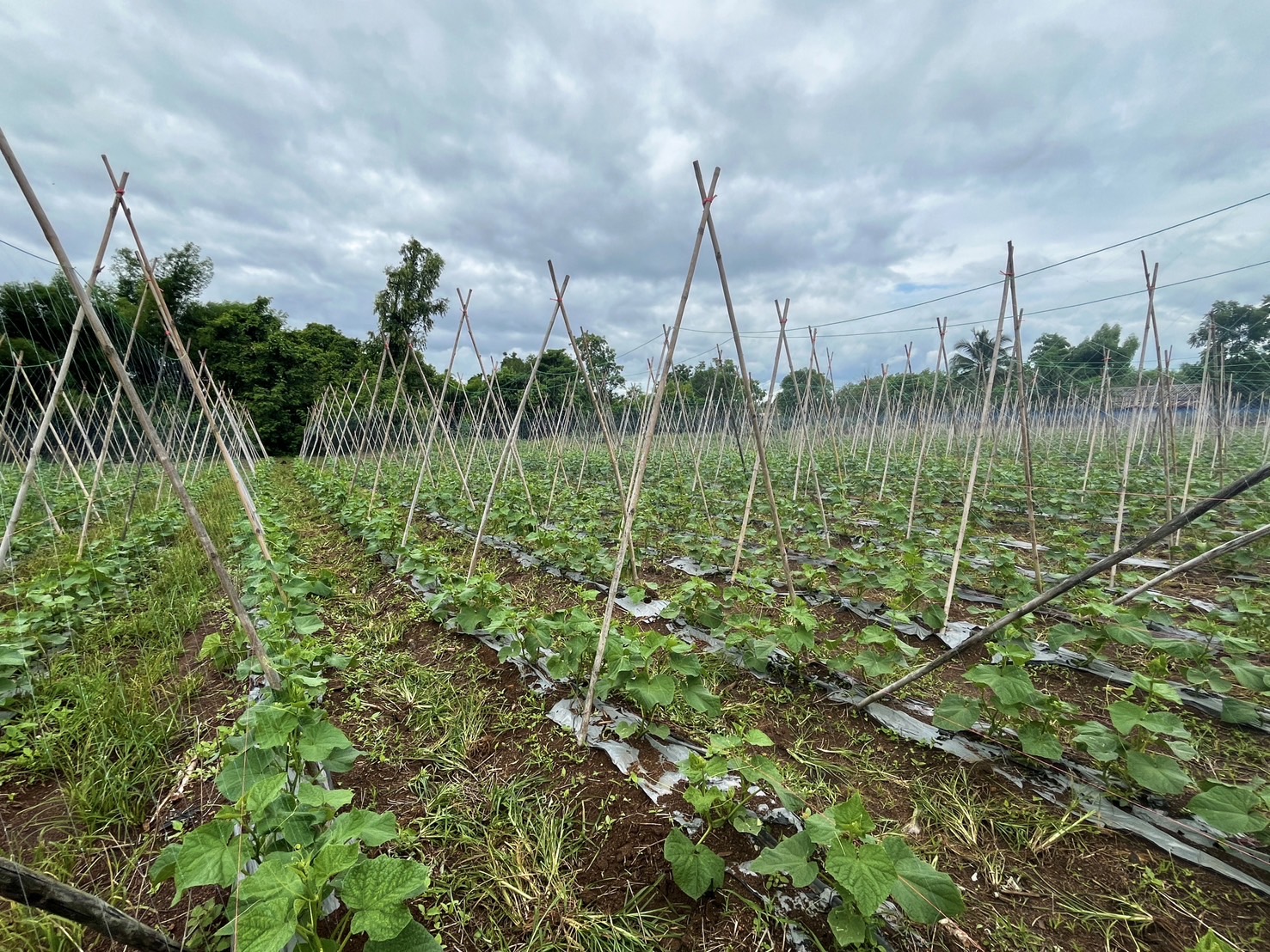 “พช.ฉะเชิงเทรา ลงพื้นที่ติดตามการดำเนินงานกองทุนพัฒนาบทบาทสตรี ”